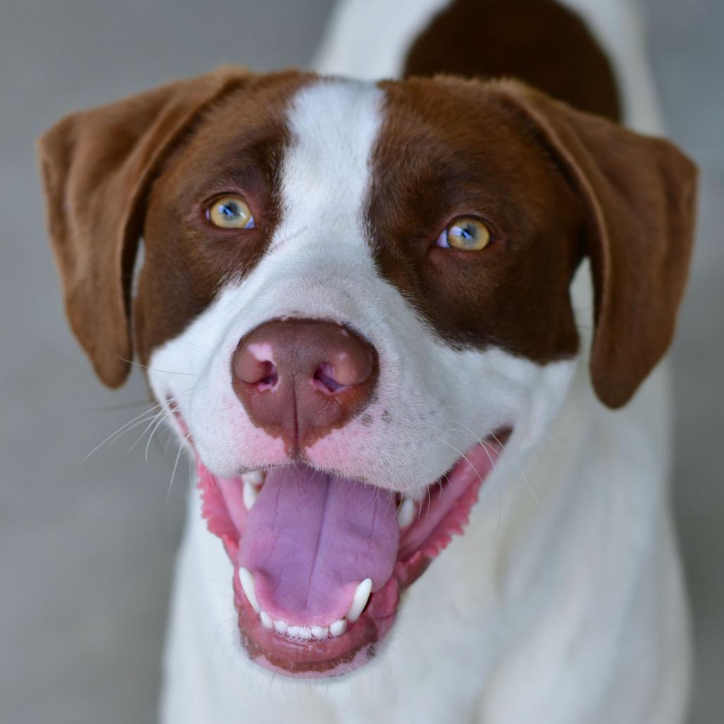 Enlarge Spots, a Adoptable Mixed Breed in Ottawa, KS image 2/2