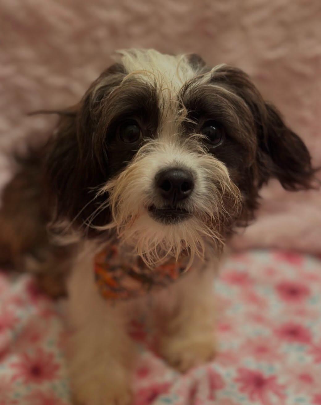 Enlarge Mocha, a Adoptable mixed breed in Flossmoor, IL image 1/1