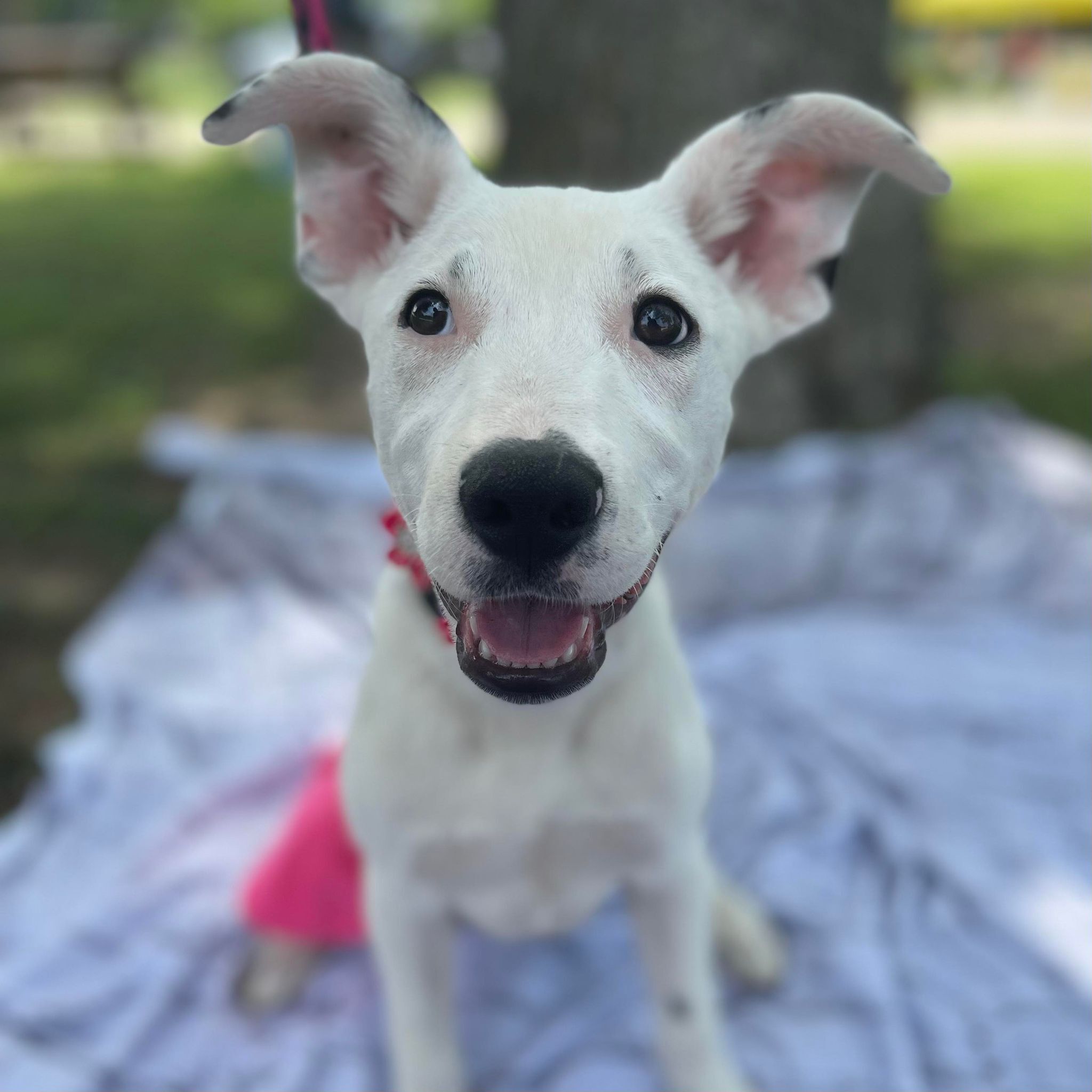 Penny, Baby Female Pit Bull Terrier