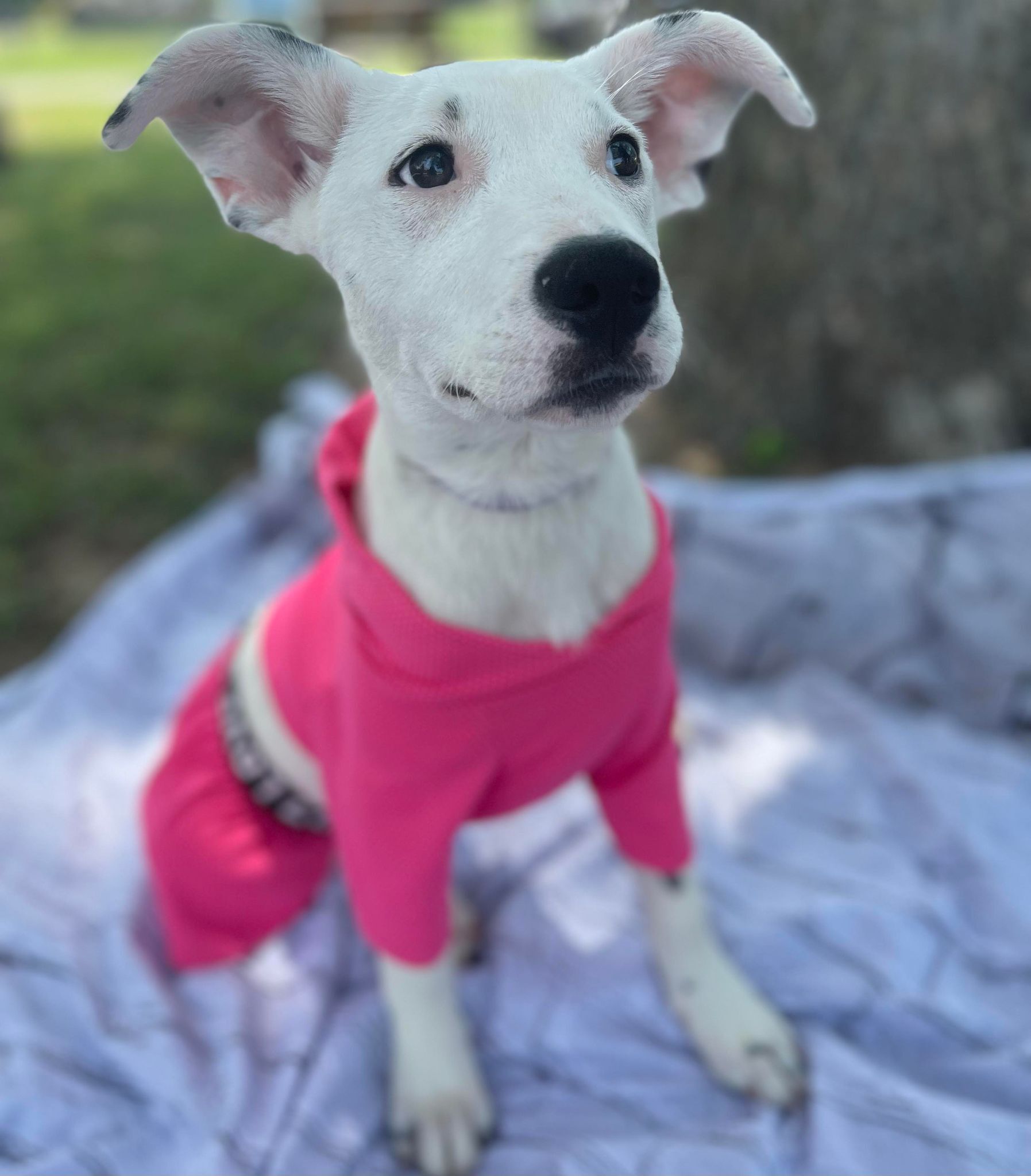 Penny photo 2
