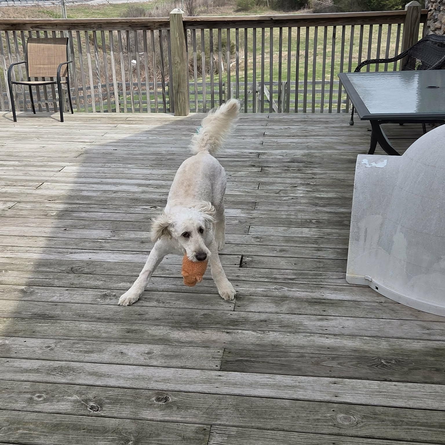 Enlarge Tootsie, a ADOPTABLE mixed breed in Lancaster, KY image 2/6