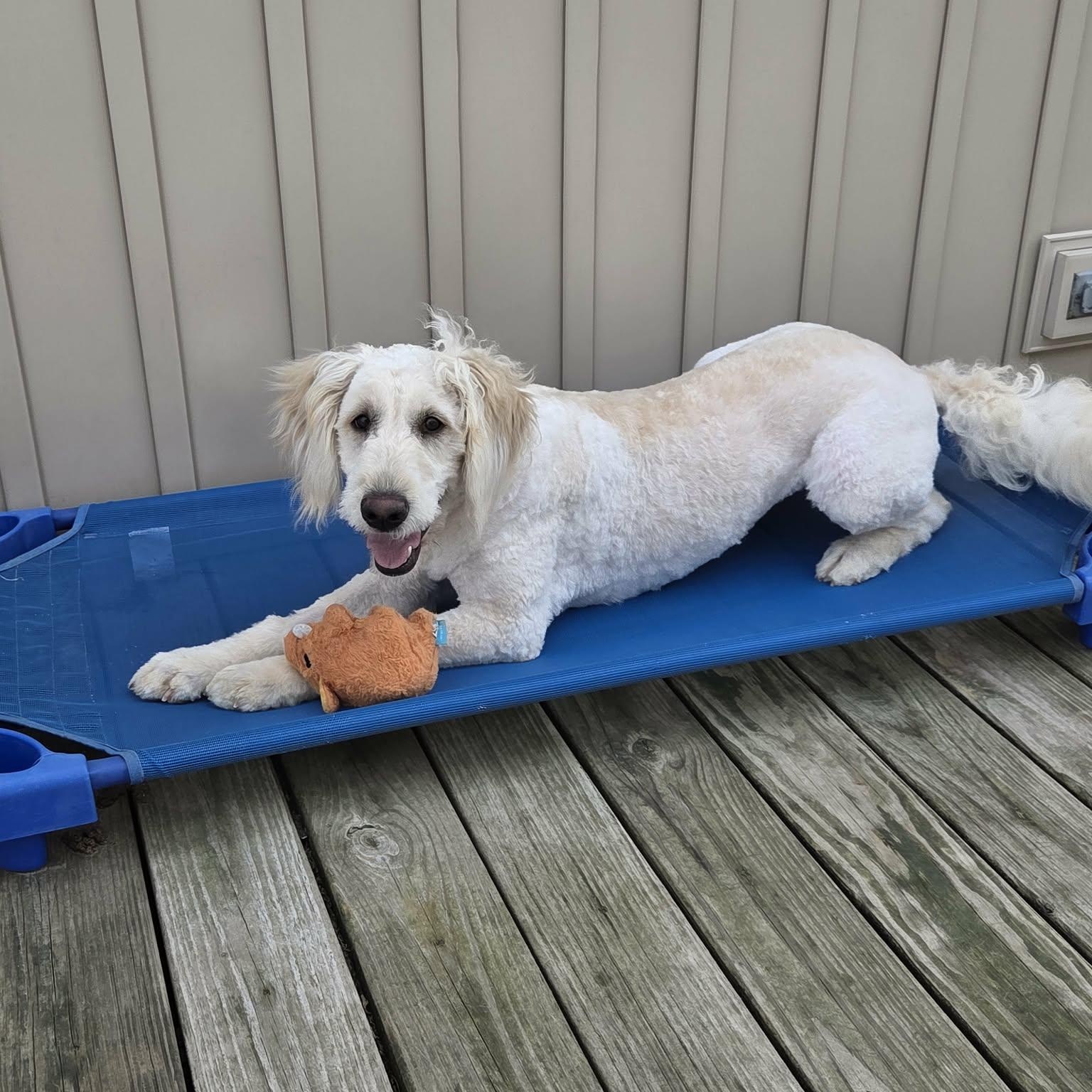 Tootsie, ADOPTABLE, Young Female Golden Retriever & Poodle.