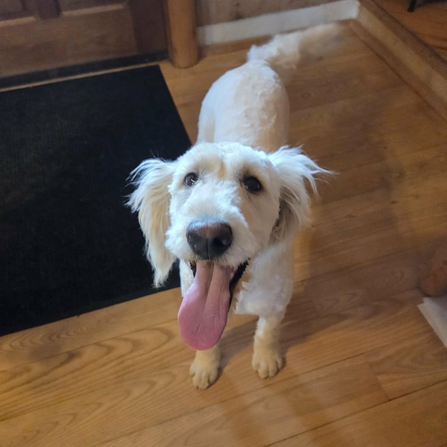 Enlarge Tootsie, a ADOPTABLE mixed breed in Lancaster, KY image 3/6