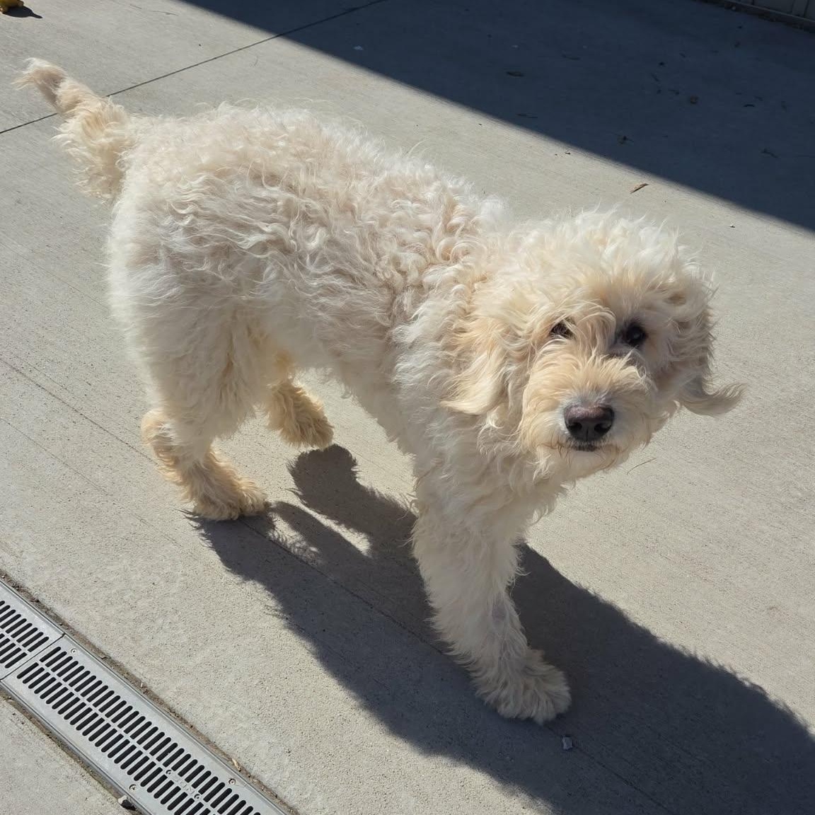 Enlarge Tootsie, a ADOPTABLE mixed breed in Lancaster, KY image 5/6