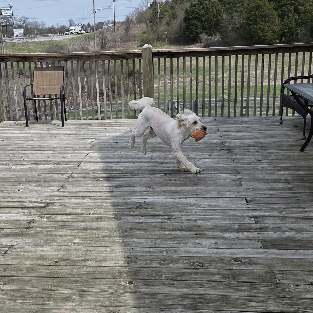 Enlarge Tootsie, a ADOPTABLE mixed breed in Lancaster, KY image 4/6