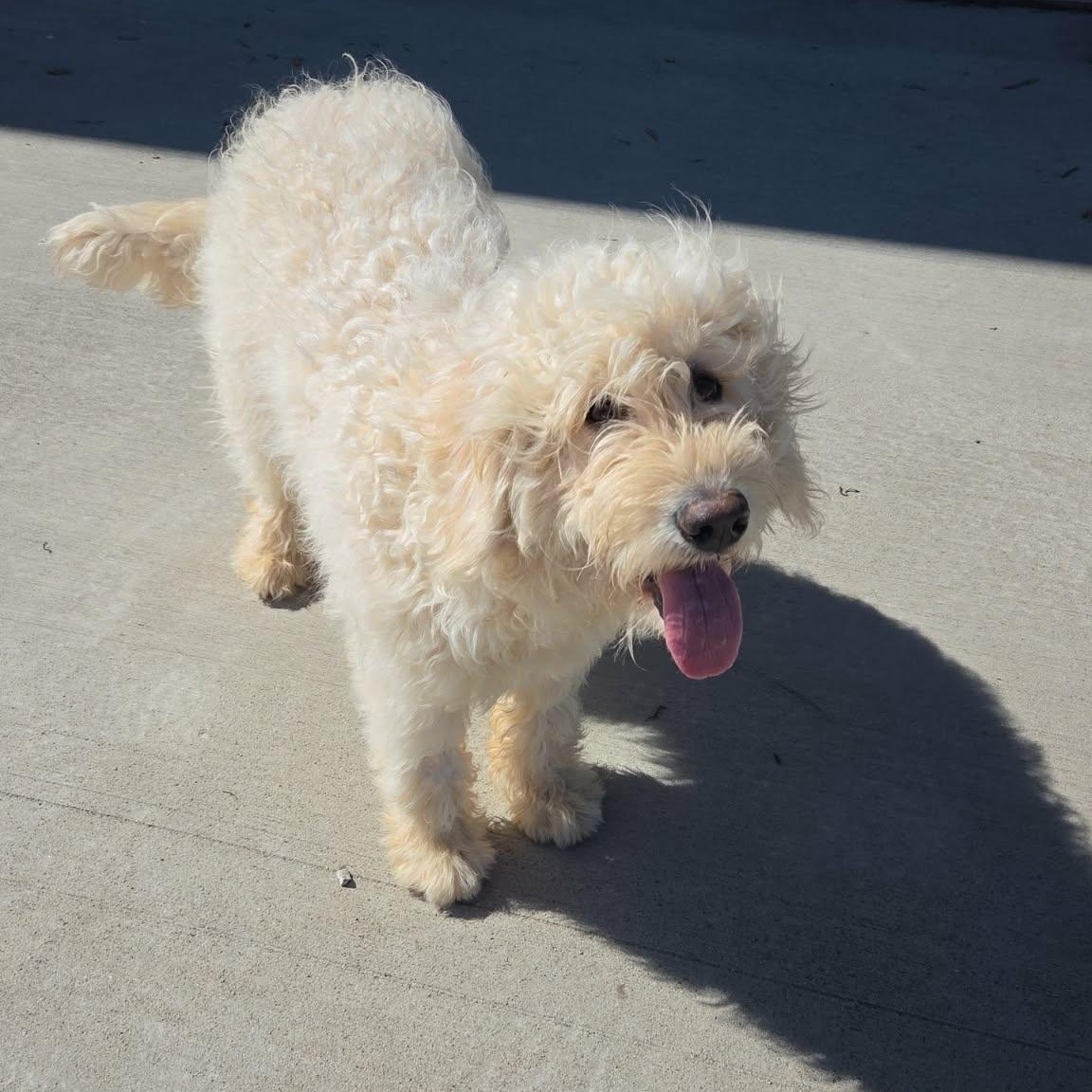 Enlarge Tootsie, a ADOPTABLE mixed breed in Lancaster, KY image 6/6
