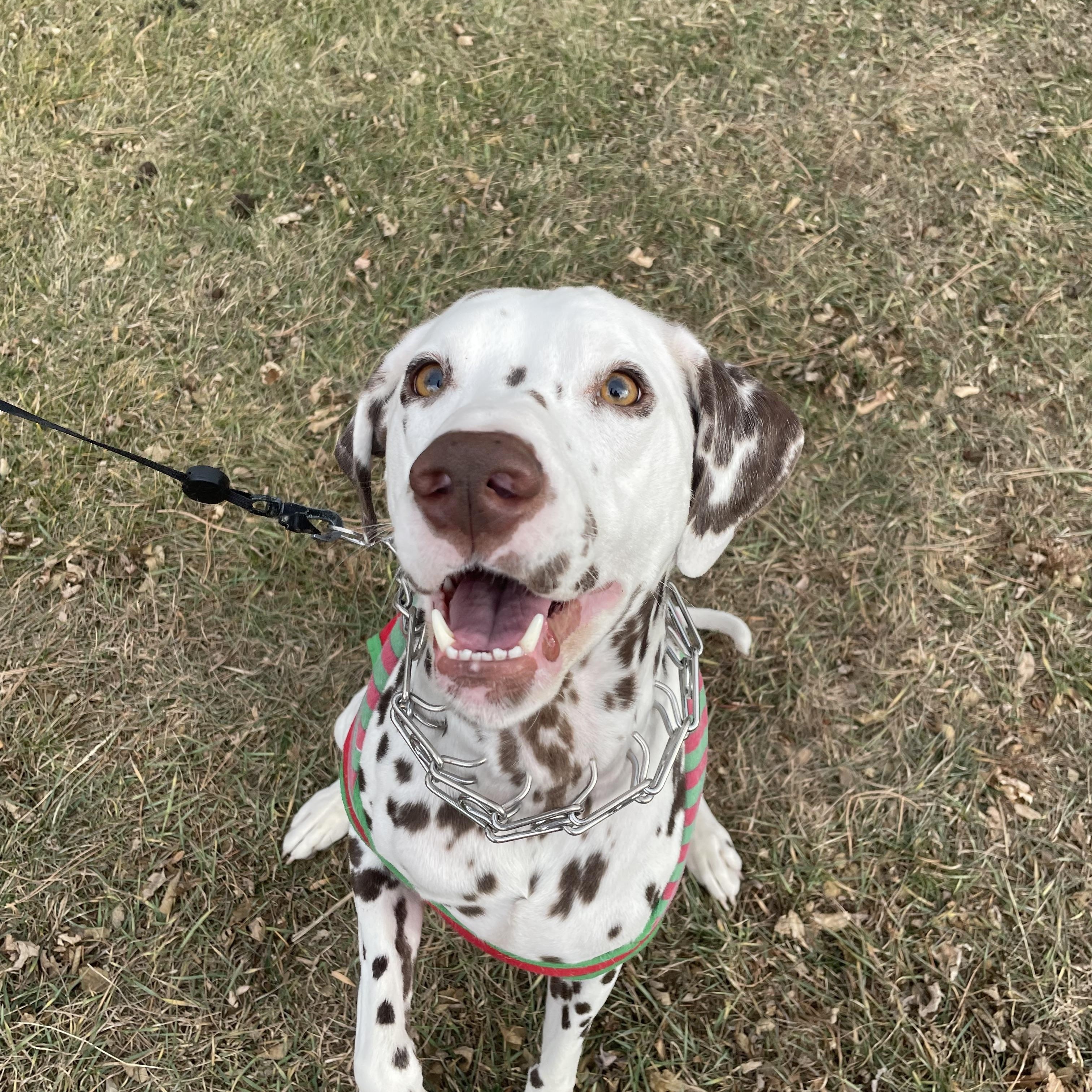 Hugs-Winner, SD, ADOPTABLE, Adult Male Dalmatian.