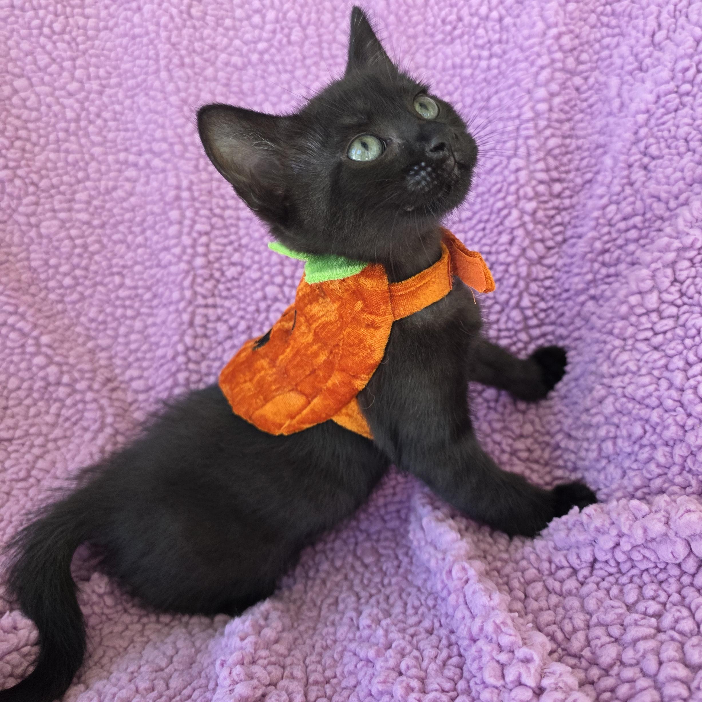 Pet Image