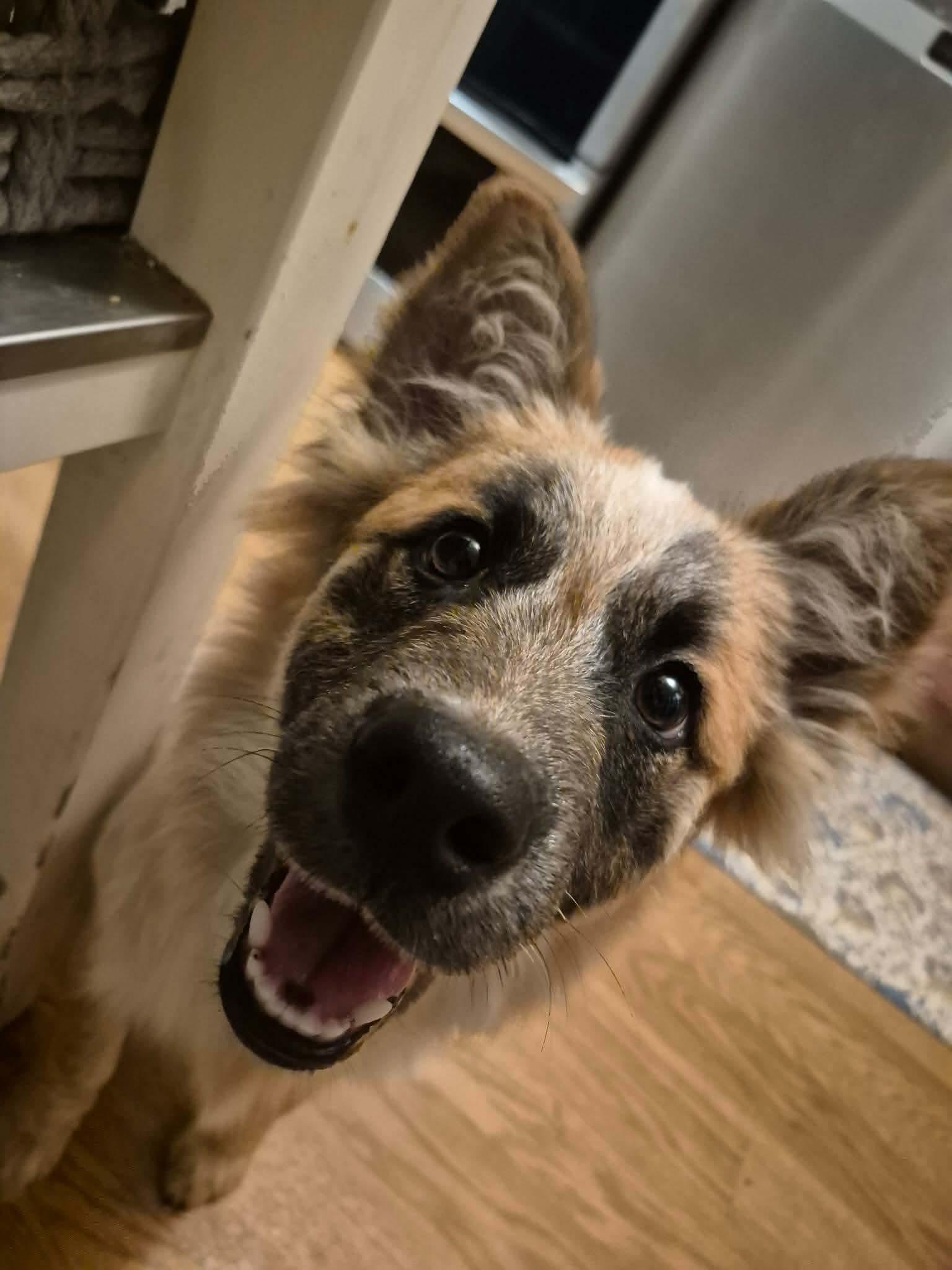 Enlarge Ellie Mae loves dogs and cats, an adopted mixed breed in Lockhart, TX image 2/6