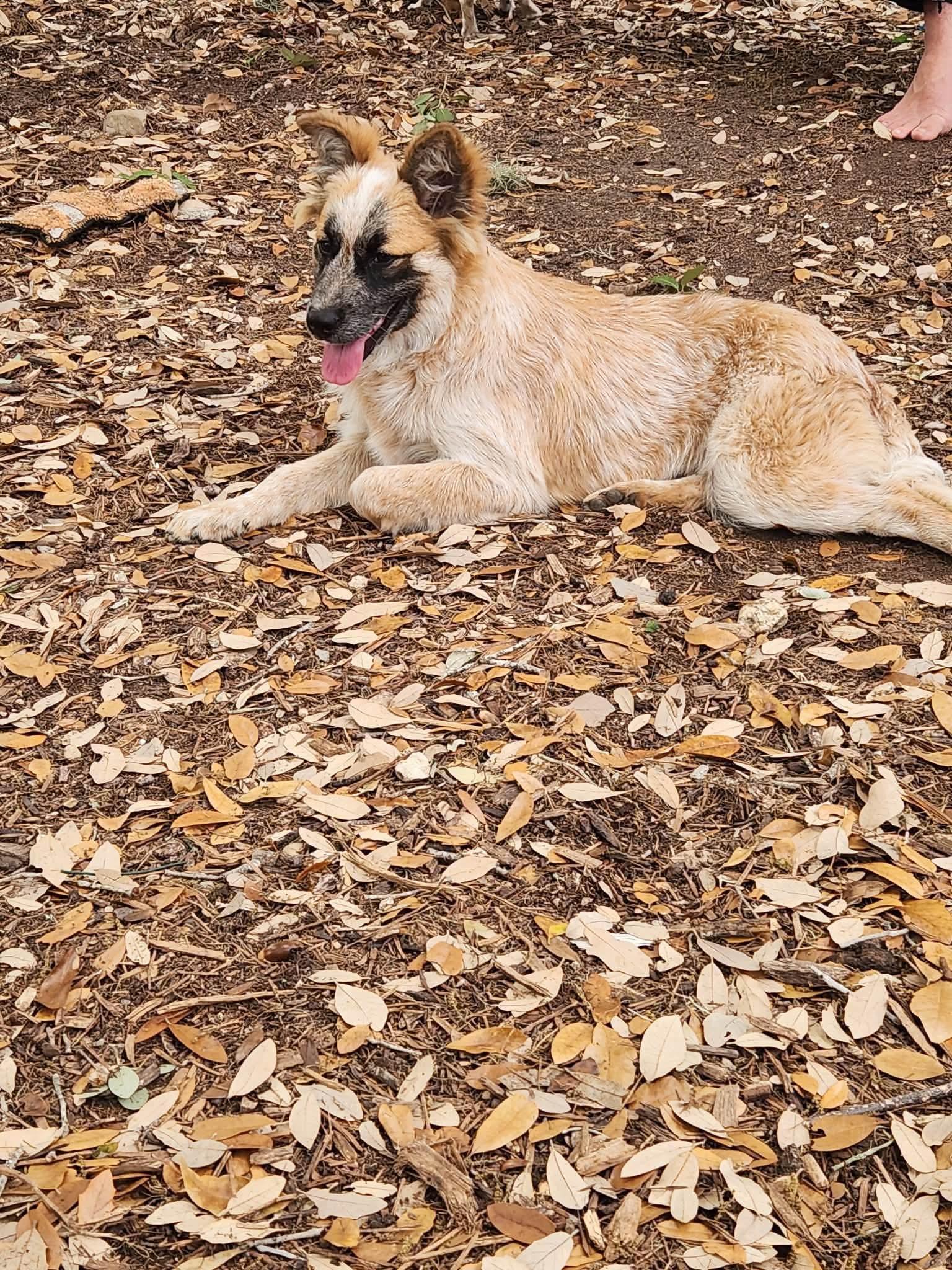 Enlarge Ellie Mae loves dogs and cats, an adopted mixed breed in Lockhart, TX image 4/6