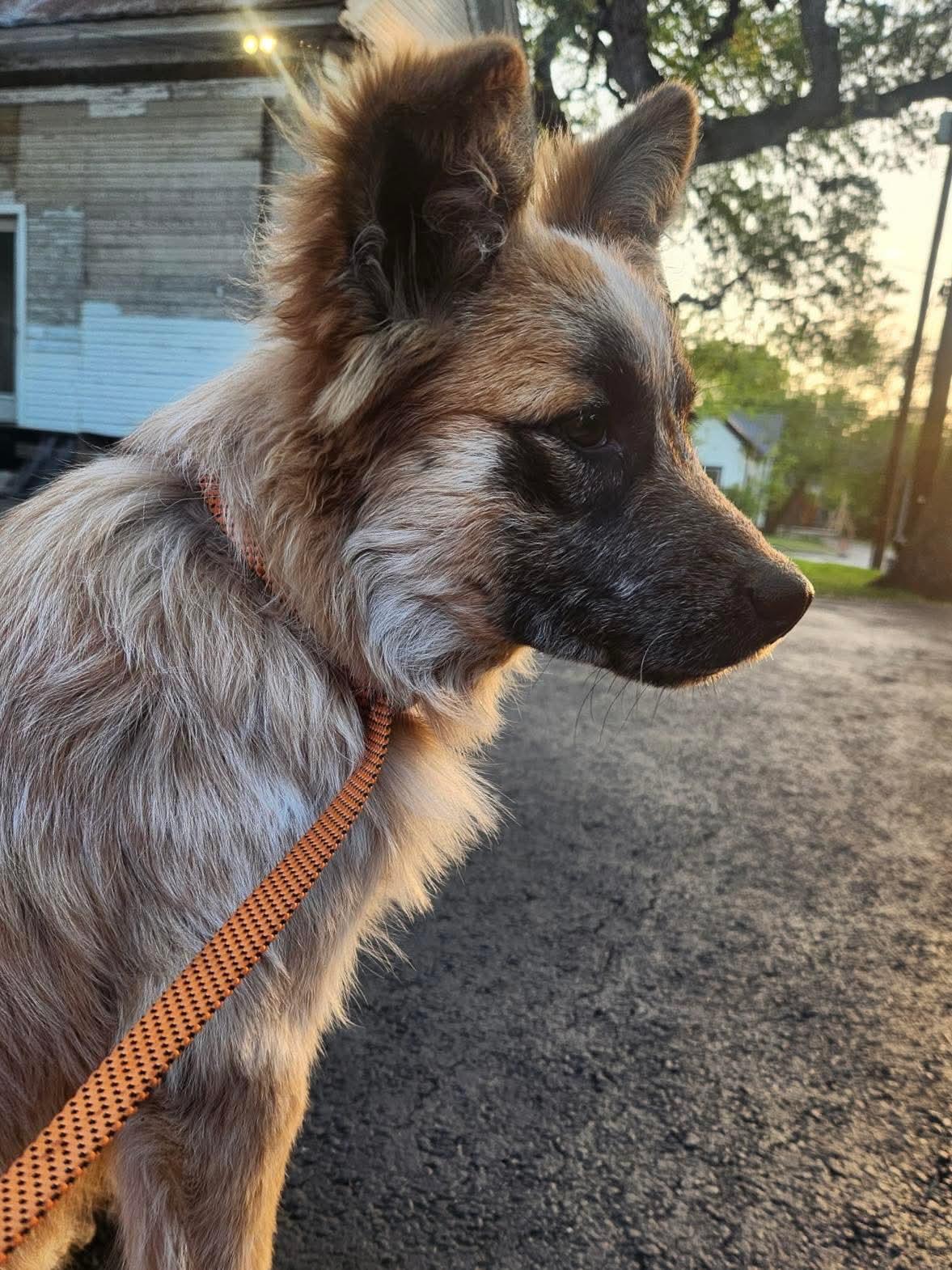 Enlarge Ellie Mae loves dogs and cats, an adopted mixed breed in Lockhart, TX image 3/6