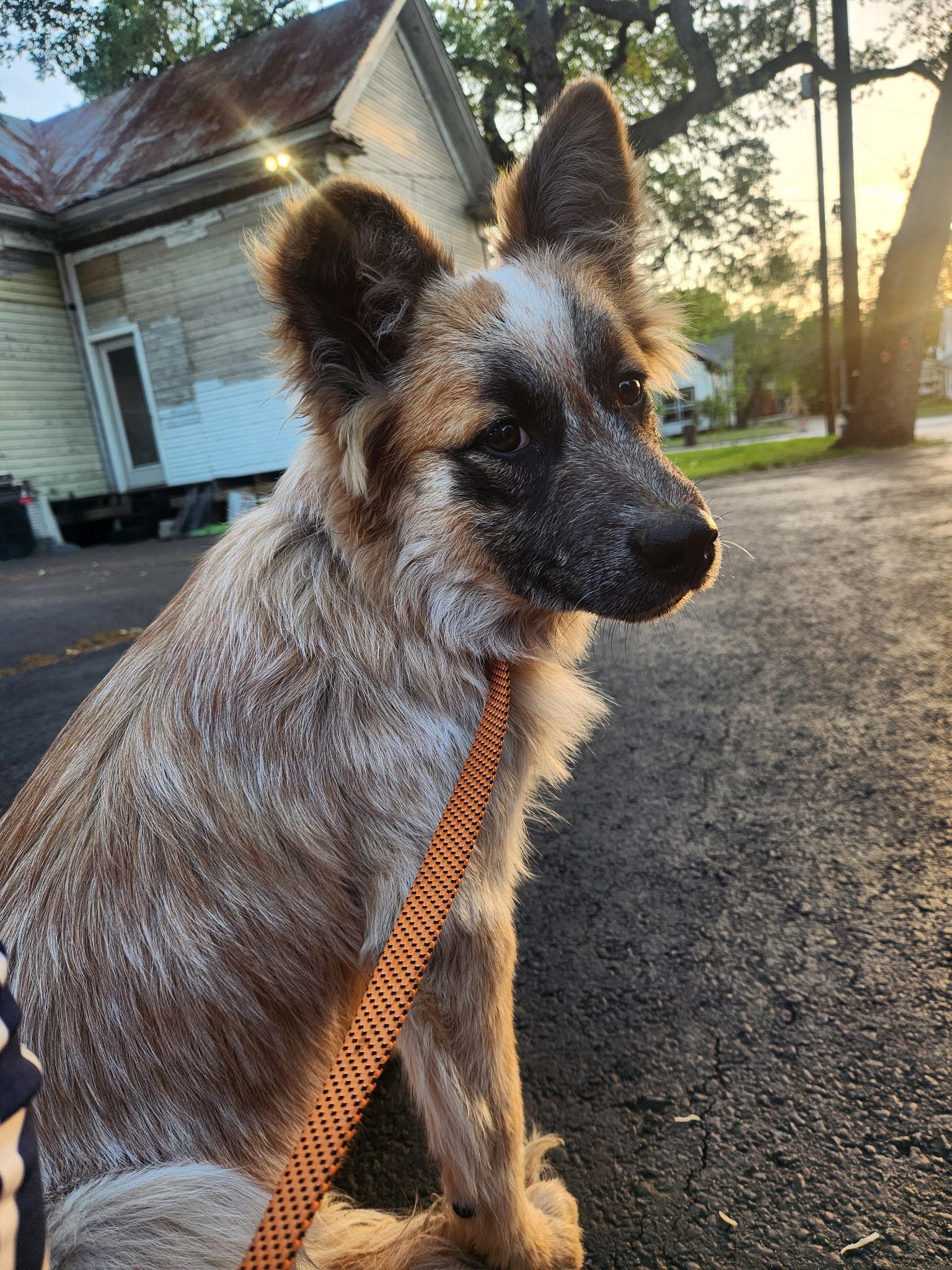 Enlarge Ellie Mae loves dogs and cats, an adopted mixed breed in Lockhart, TX image 5/6