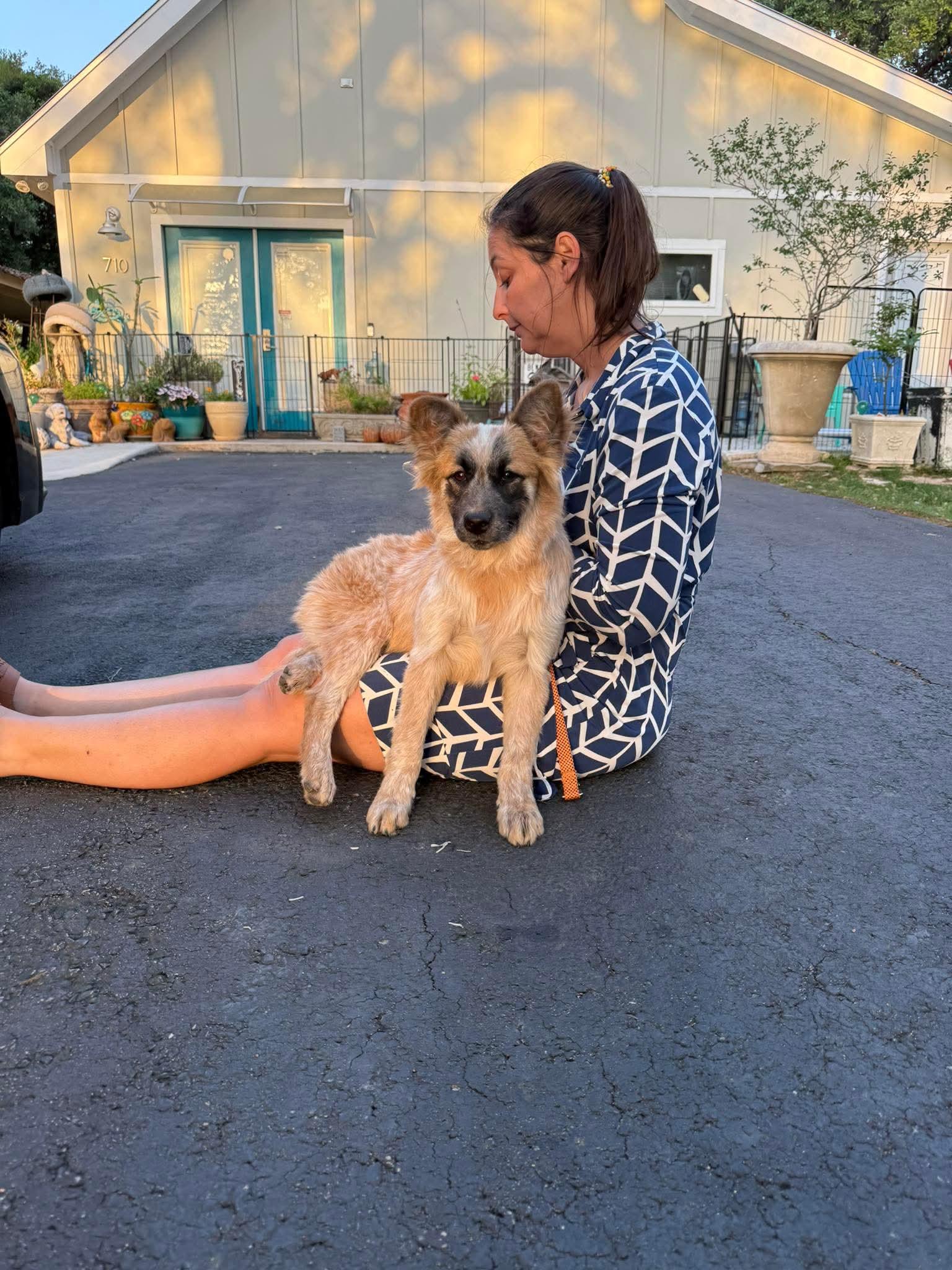 Ellie Mae loves dogs and cats, adopted, Puppy Female Australian Cattle Dog / Blue Heeler.