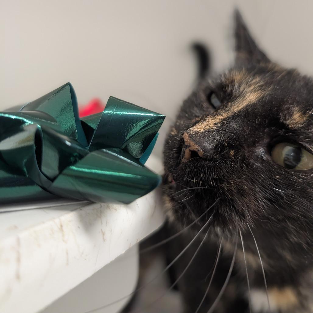 Enlarge Hazel, a Adoptable Domestic Short Hair in Jasper, IN image 1/6