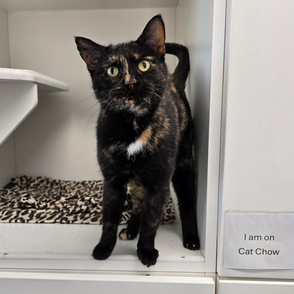 Enlarge Hazel, a Adoptable Domestic Short Hair in Jasper, IN image 3/6