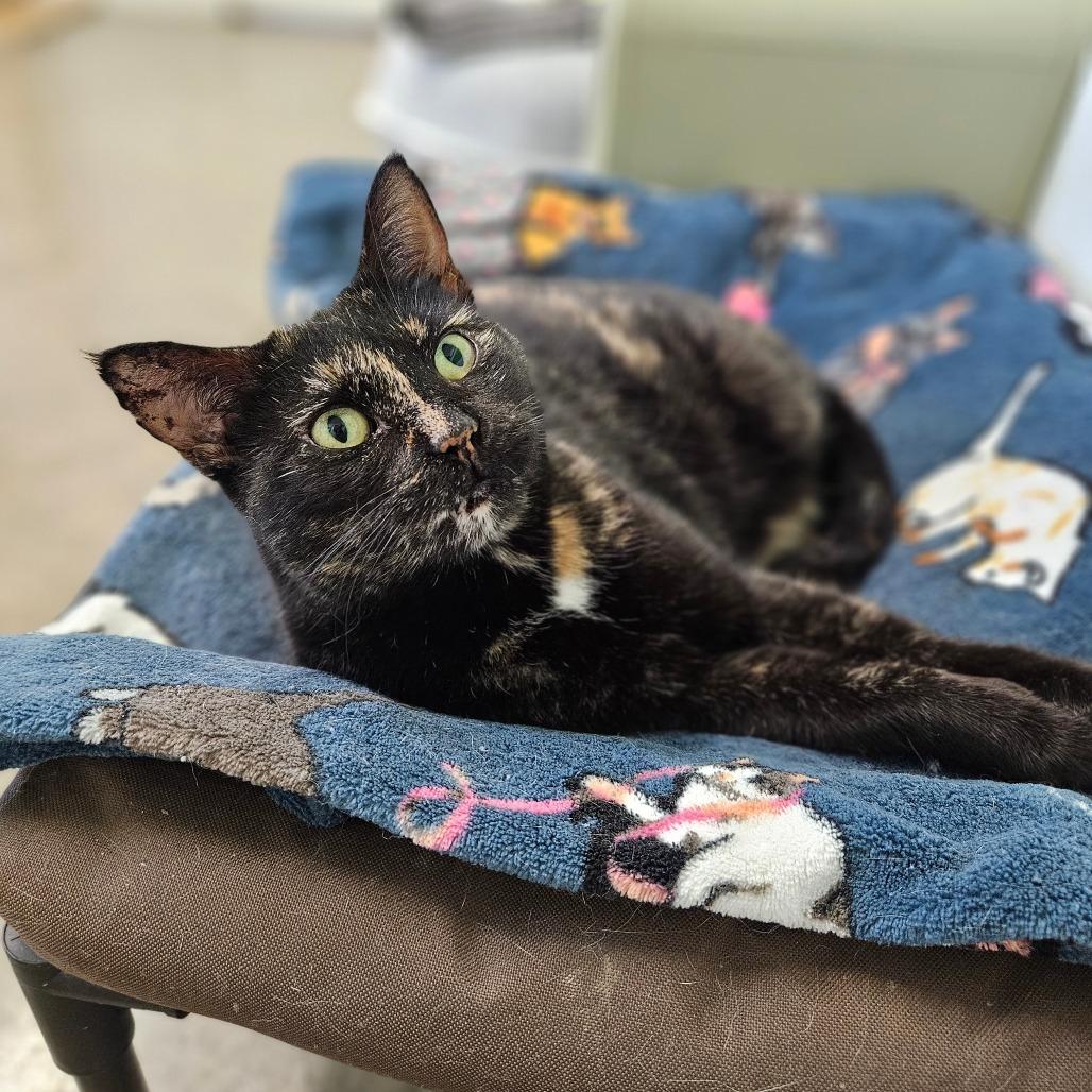 Enlarge Hazel, a Adoptable Domestic Short Hair in Jasper, IN image 4/6