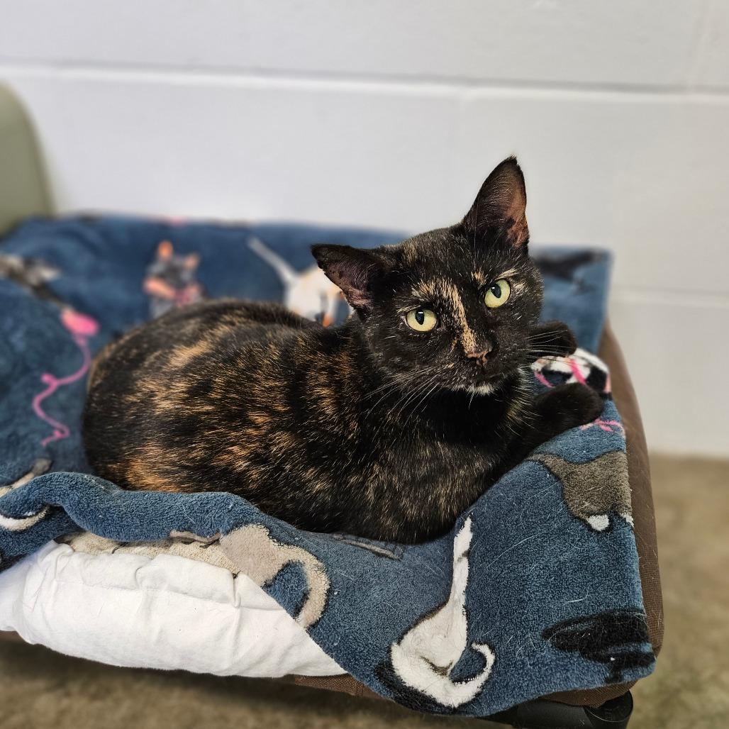 Enlarge Hazel, a Adoptable Domestic Short Hair in Jasper, IN image 5/6