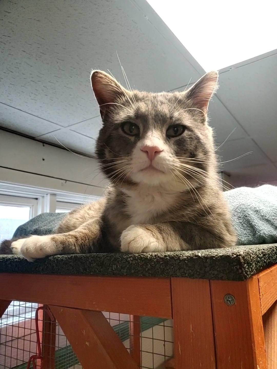 Enlarge Steely, a ADOPTABLE Domestic Short Hair in Erie, PA image 3/5