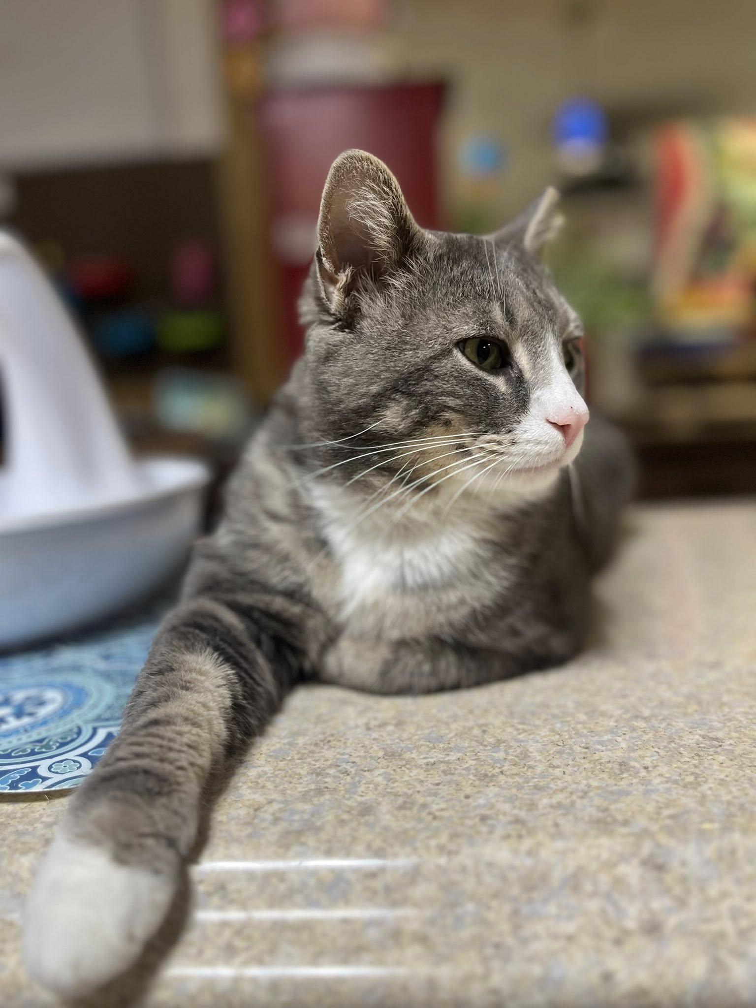 Enlarge Steely, a ADOPTABLE Domestic Short Hair in Erie, PA image 2/5