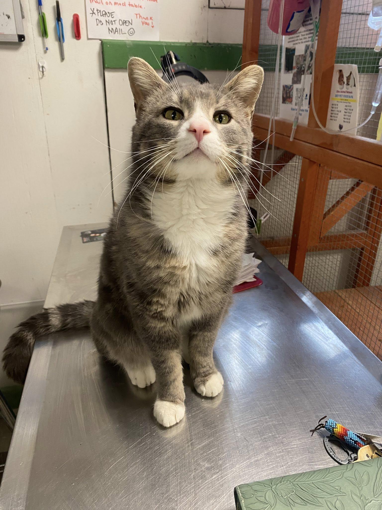 Steely, ADOPTABLE, Young Male Domestic Short Hair.