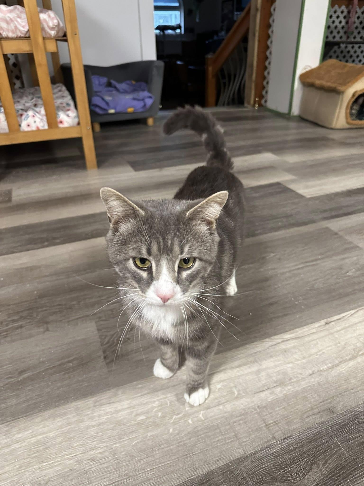 Enlarge Steely, a ADOPTABLE Domestic Short Hair in Erie, PA image 5/5