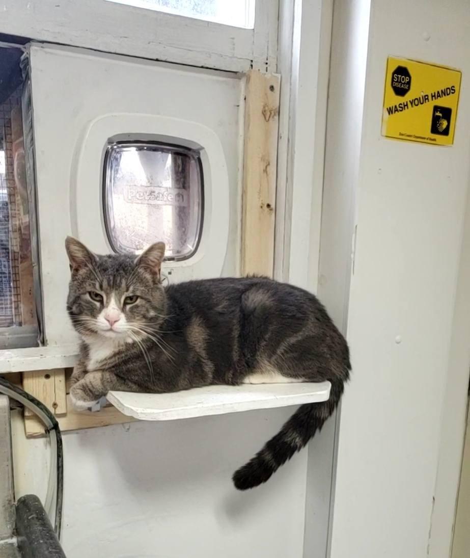 Enlarge Steely, a ADOPTABLE Domestic Short Hair in Erie, PA image 4/5