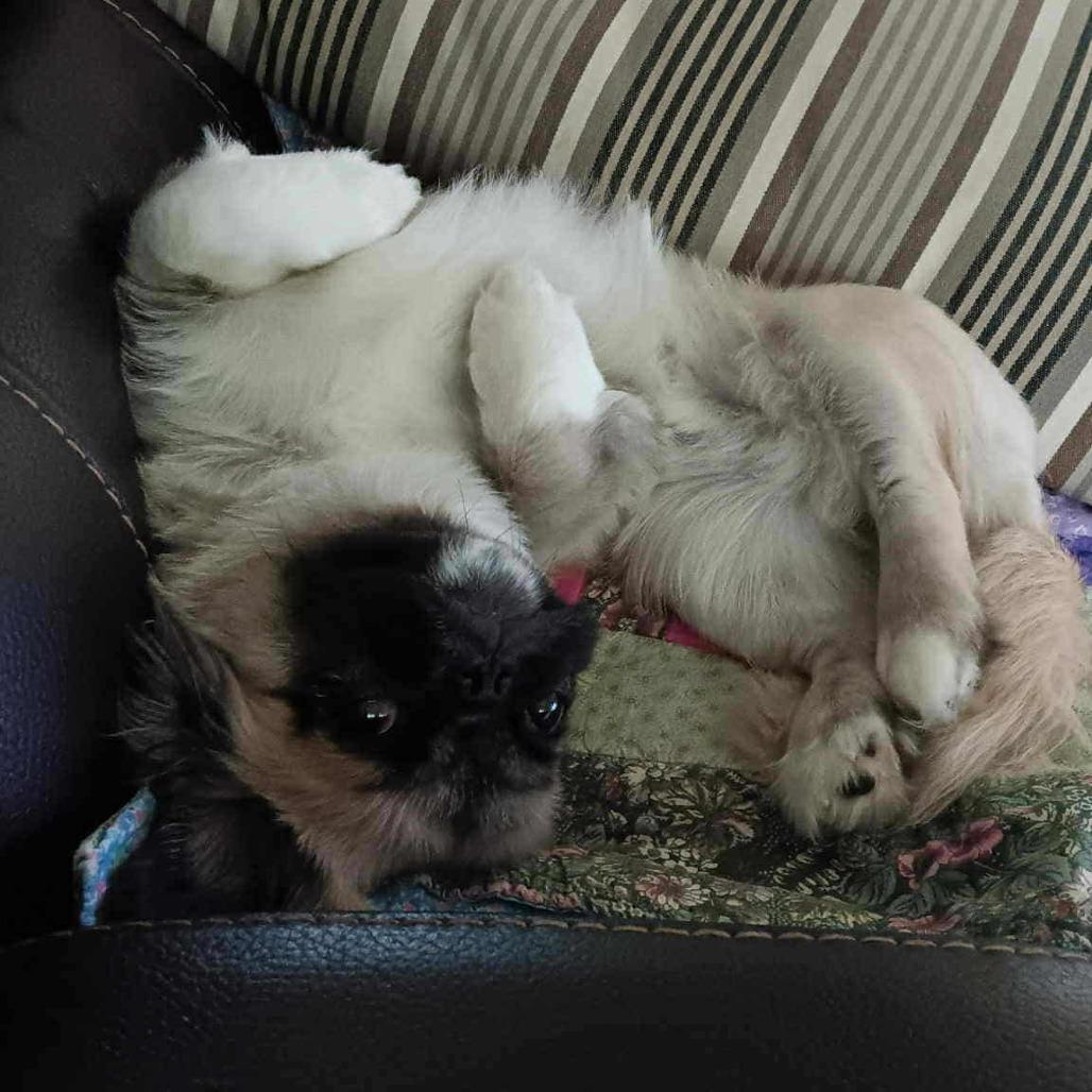 Zander, Adoptable, Young Male Pekingese.