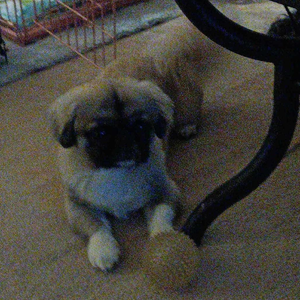 Enlarge Zander, a Adoptable Pekingese in Cloquet, MN image 2/4