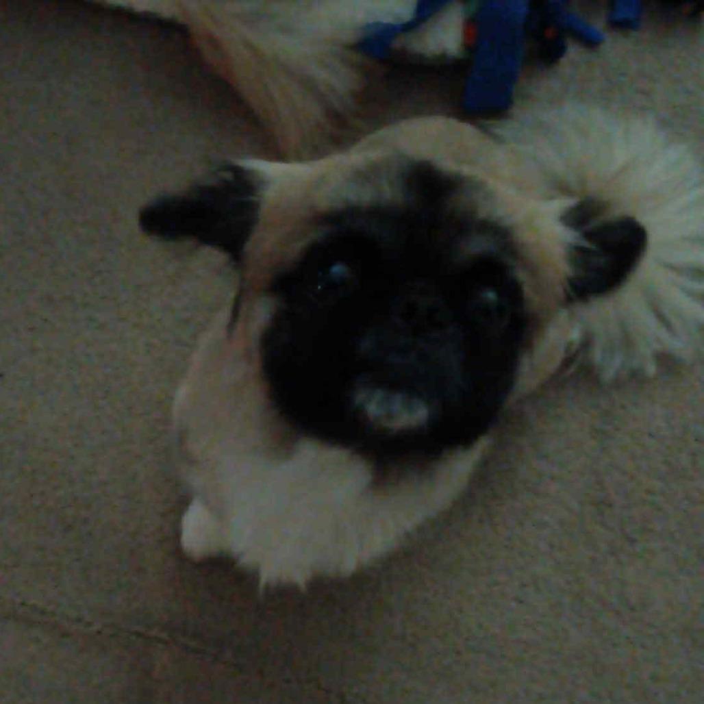 Enlarge Zander, a Adoptable Pekingese in Cloquet, MN image 3/4