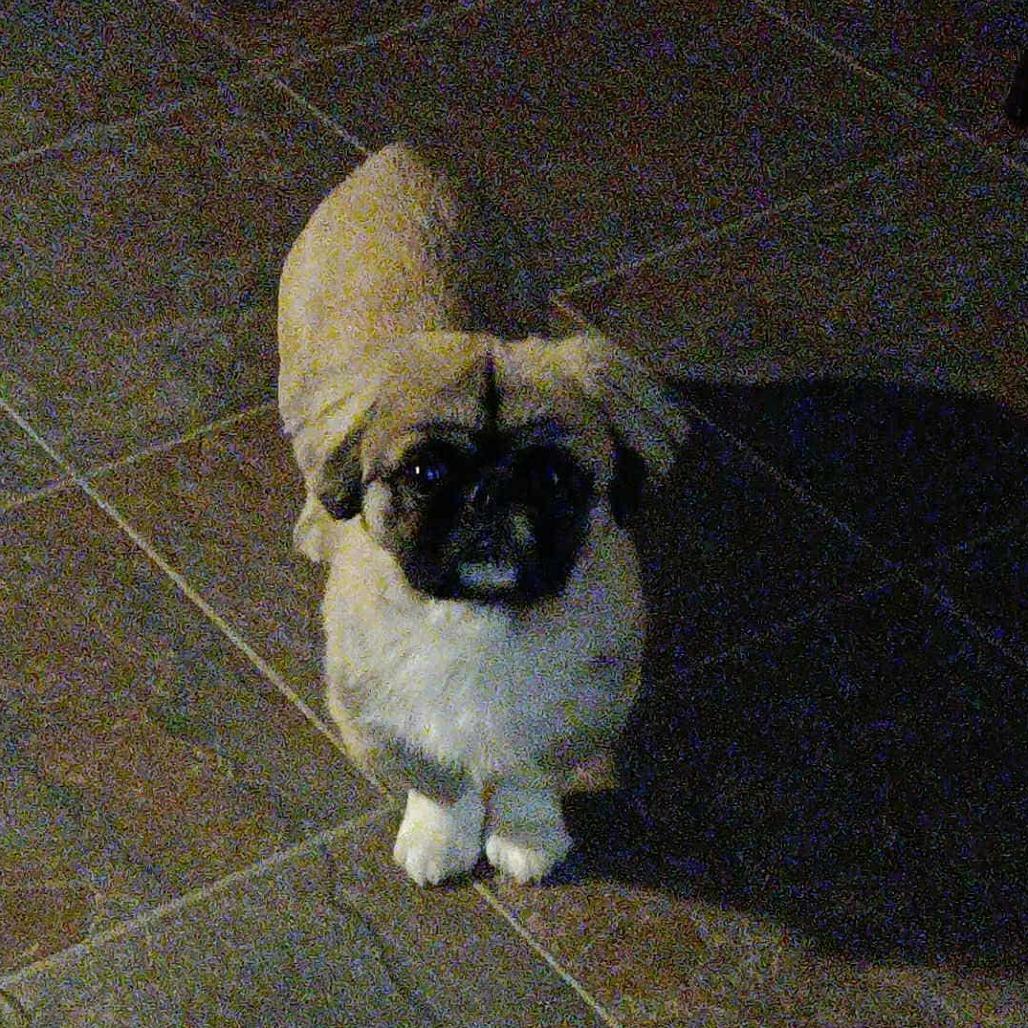 Enlarge Zander, a Adoptable Pekingese in Cloquet, MN image 4/4