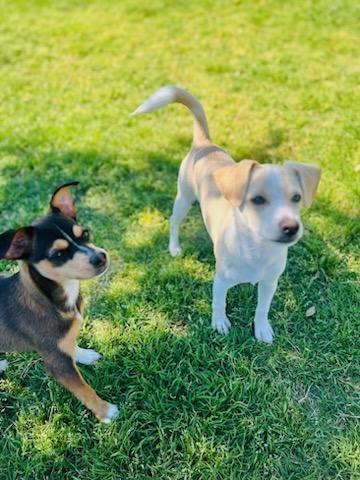Fritz, a Adoptable Chihuahua in Colleyville, TX image 1/5