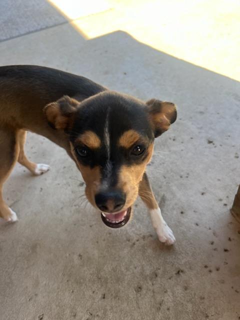 Fritz, a Adoptable Chihuahua in Colleyville, TX image 2/5