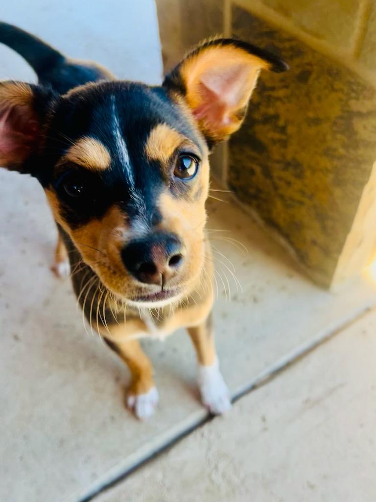 Fritz, a Adoptable Chihuahua in Colleyville, TX image 4/5