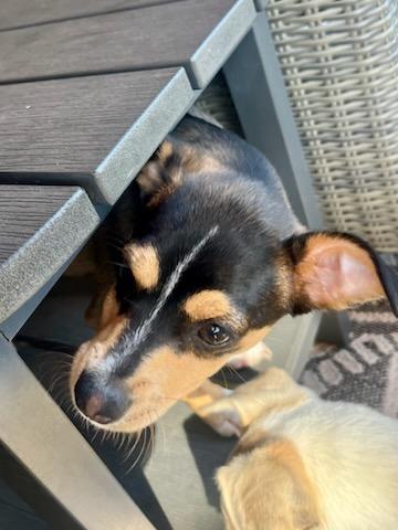 Fritz, a Adoptable Chihuahua in Colleyville, TX image 5/5