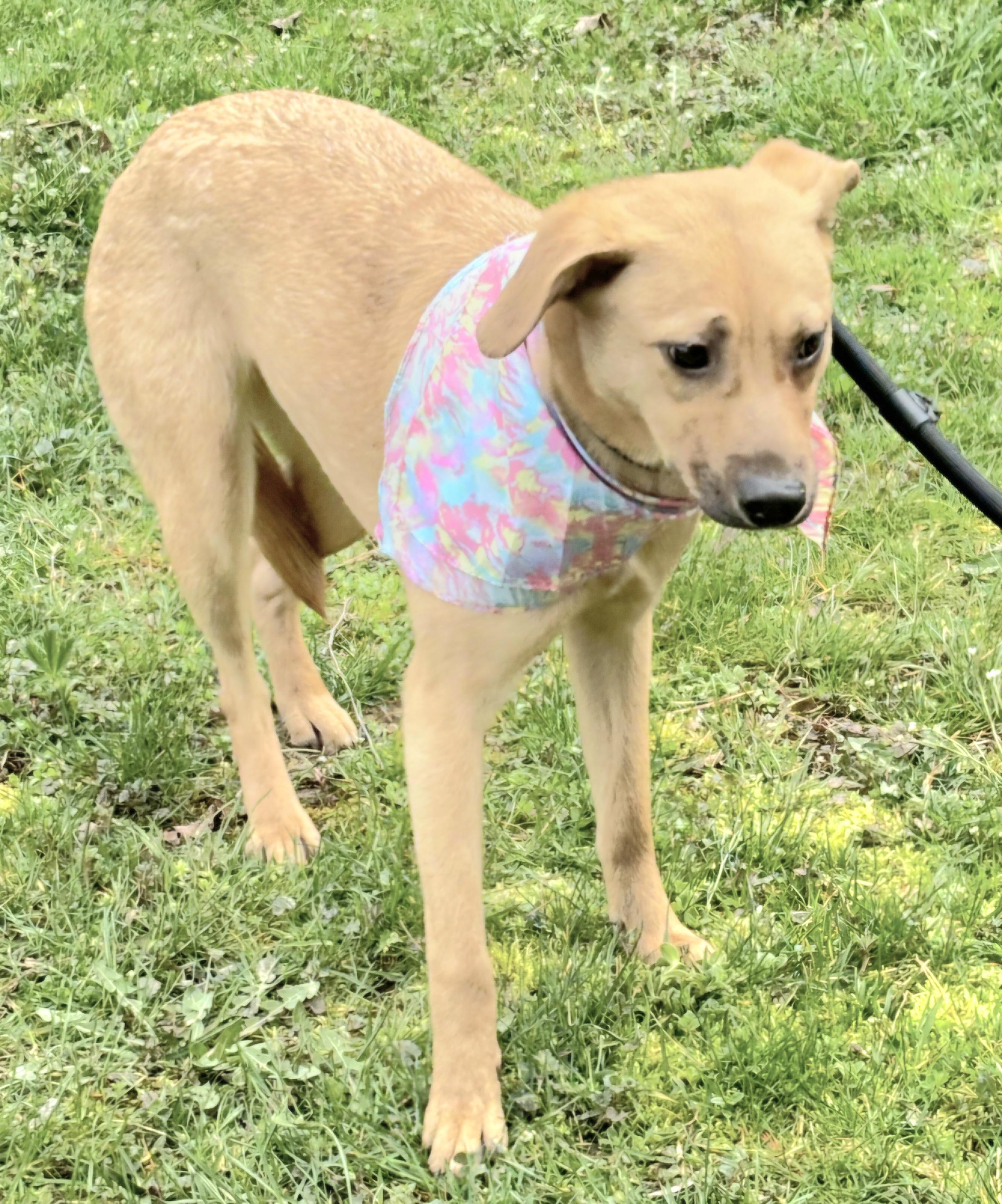 PINKY BARBIE in New York to meet & greet!, a Adoptable mixed breed in New York, NY image 3/6