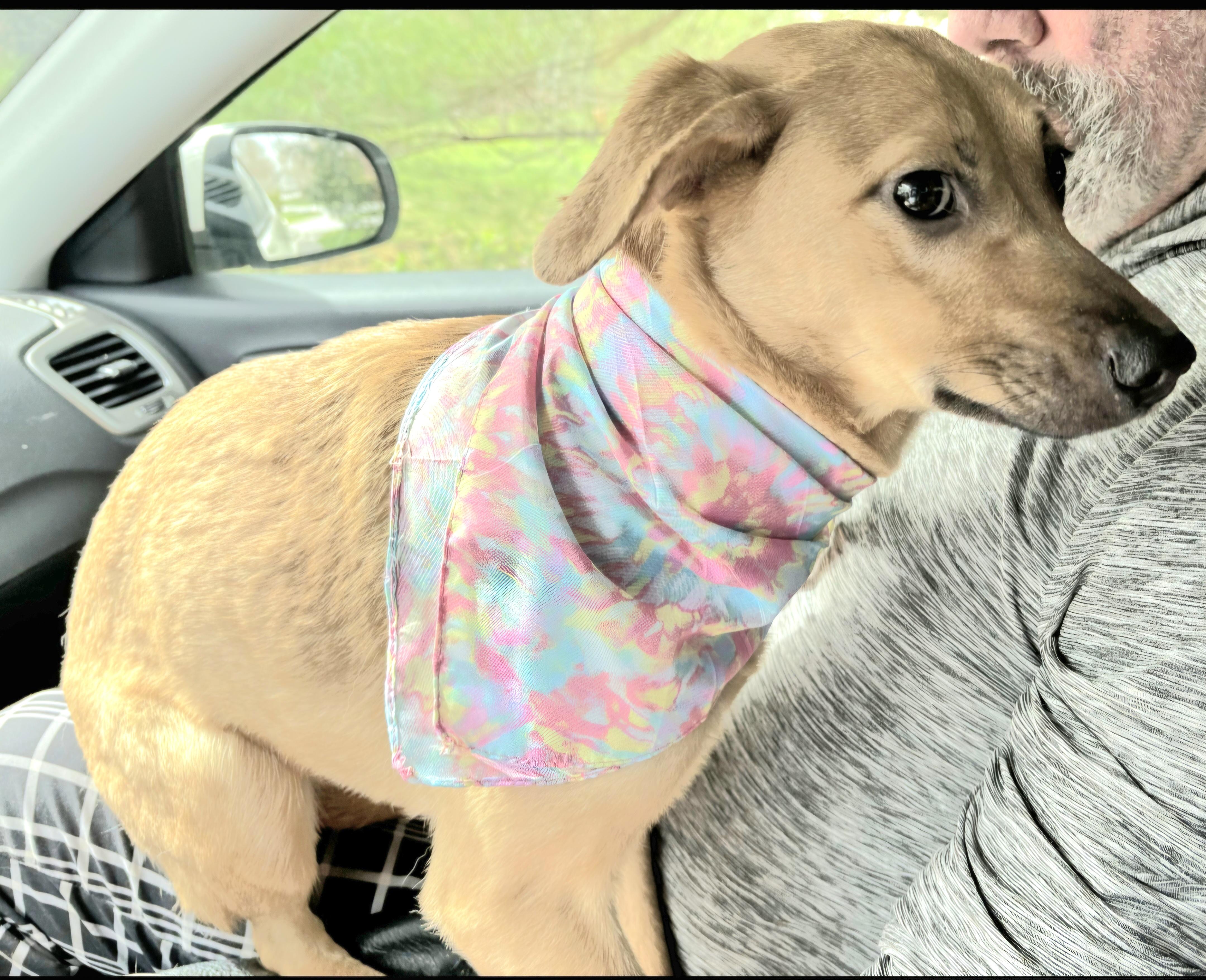 PINKY BARBIE in New York to meet & greet!, a Adoptable mixed breed in New York, NY image 4/6