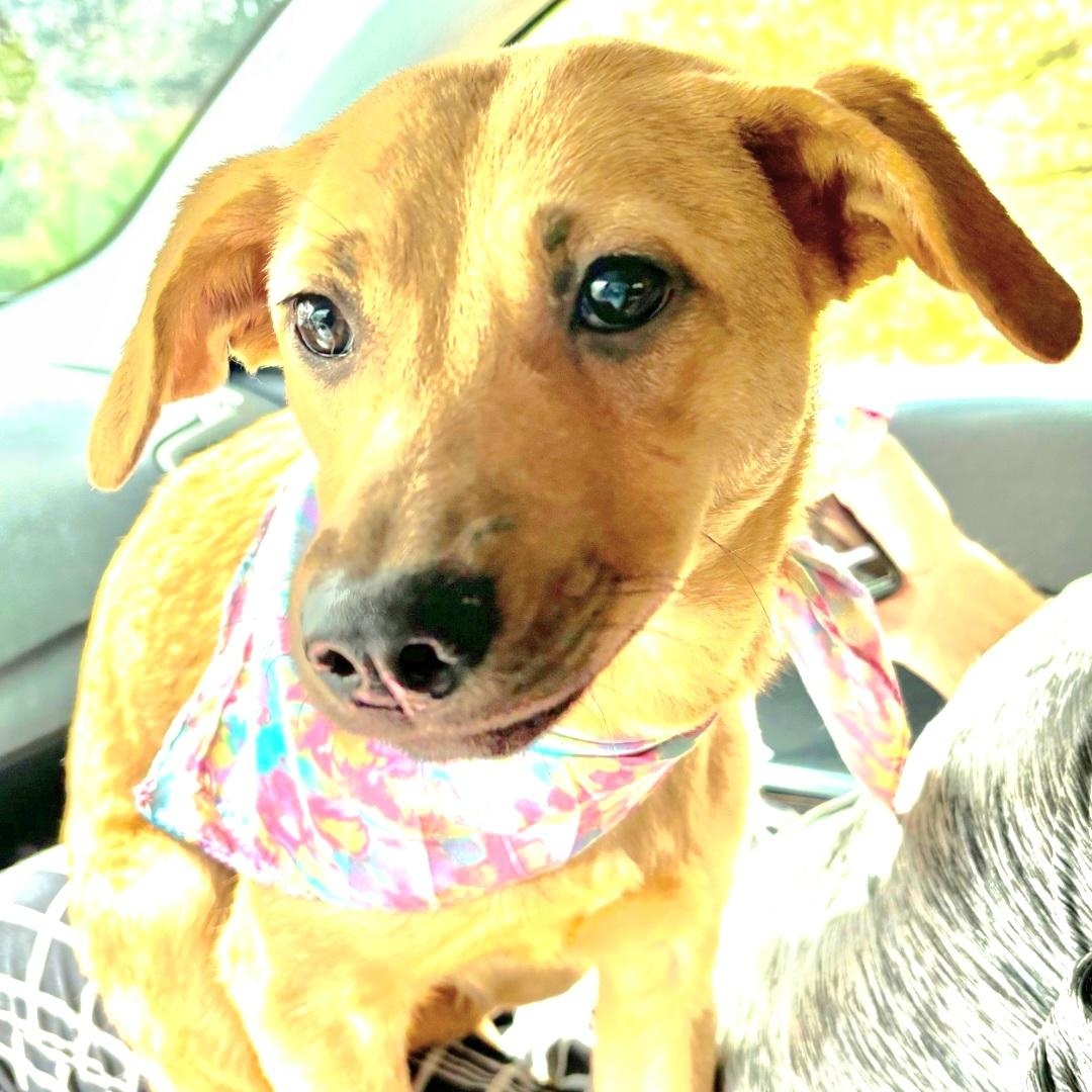 PINKY BARBIE in New York to meet & greet!, a Adoptable mixed breed in New York, NY image 1/6