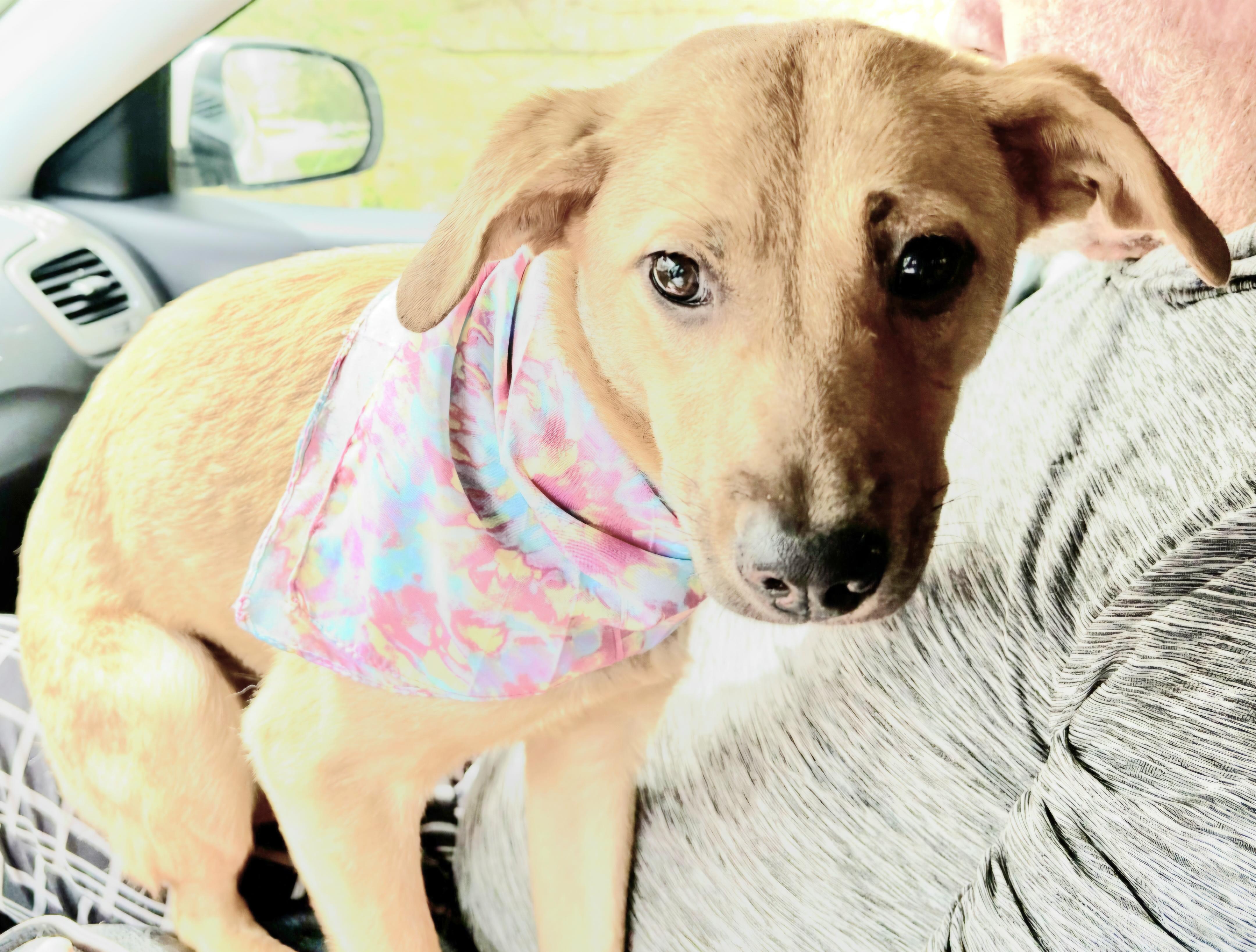 PINKY BARBIE in New York to meet & greet!, a Adoptable mixed breed in New York, NY image 5/6