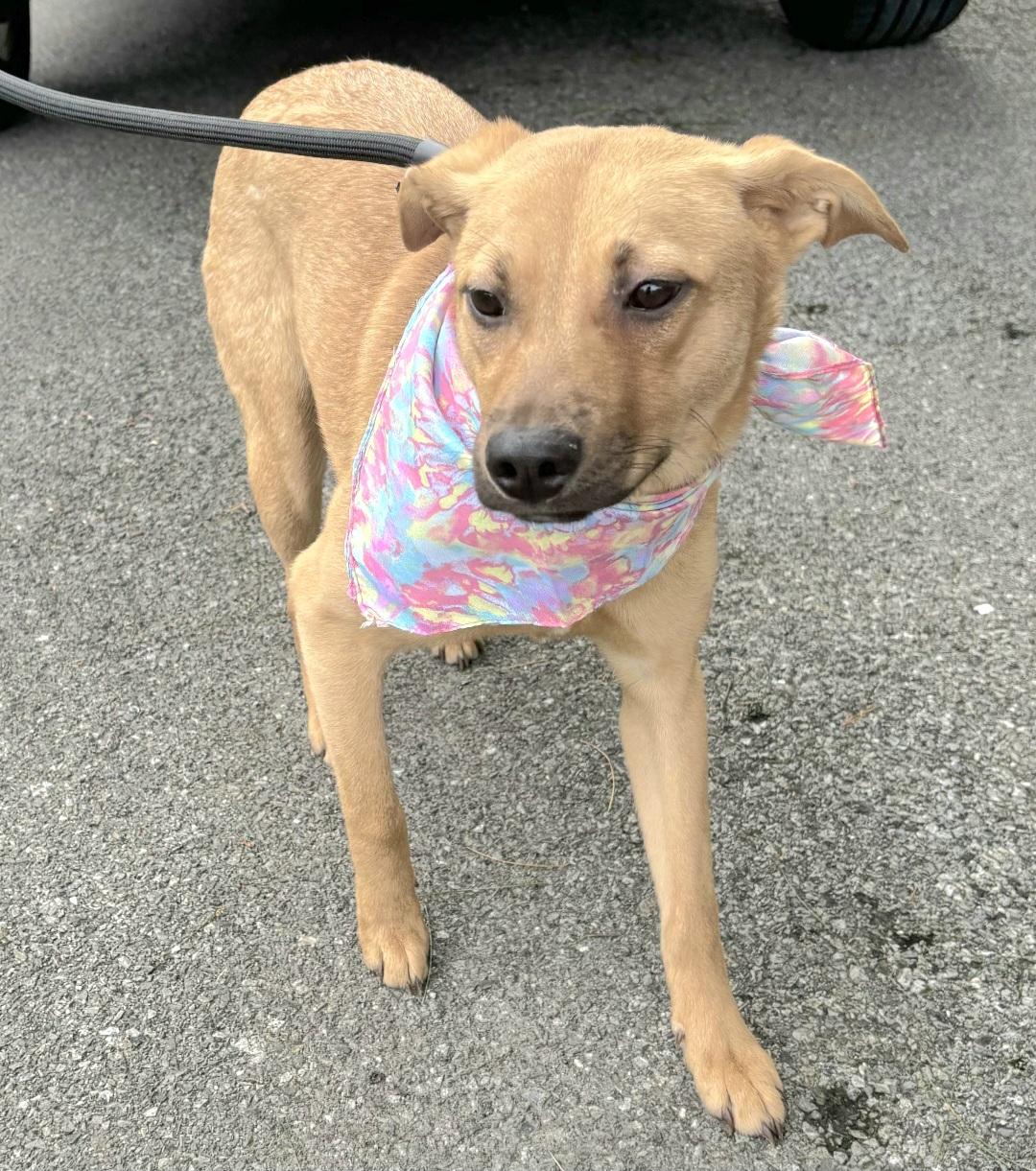 PINKY BARBIE in New York to meet & greet!, a Adoptable mixed breed in New York, NY image 6/6