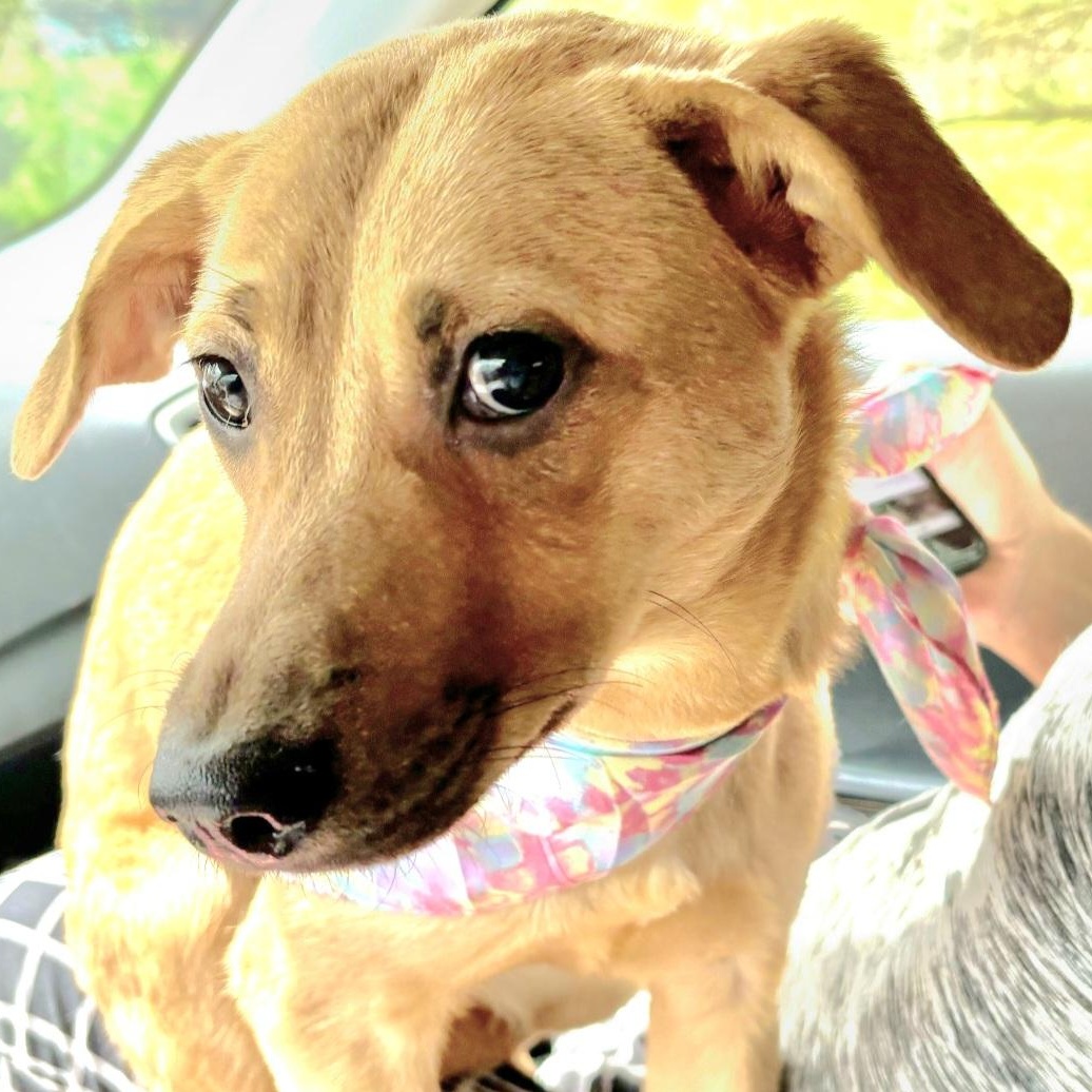 PINKY BARBIE in New York to meet & greet!, a Adoptable mixed breed in New York, NY image 2/6