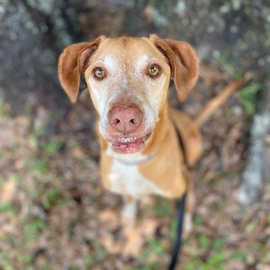 Jade, a Adoptable Mixed Breed in Jacksonville, FL image 1/2