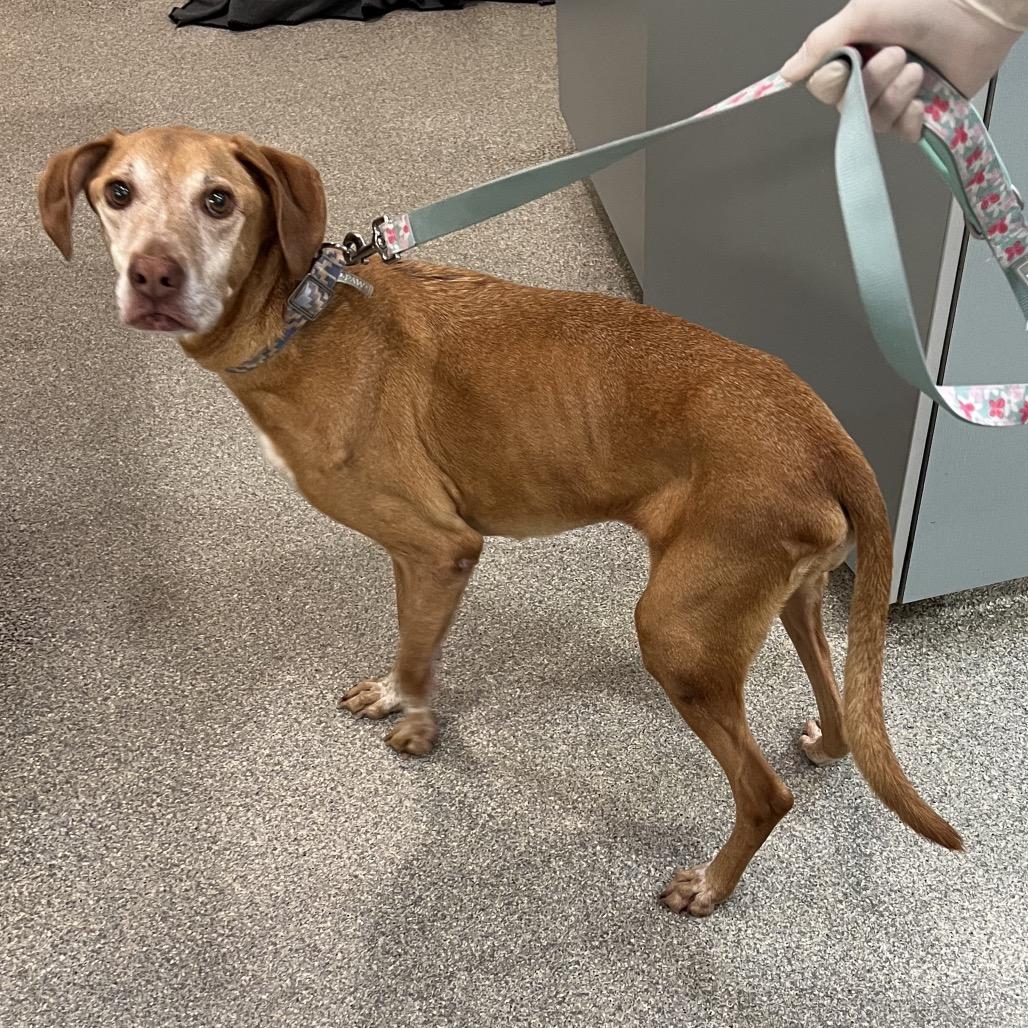 Jade, a Adoptable Mixed Breed in Jacksonville, FL image 2/2