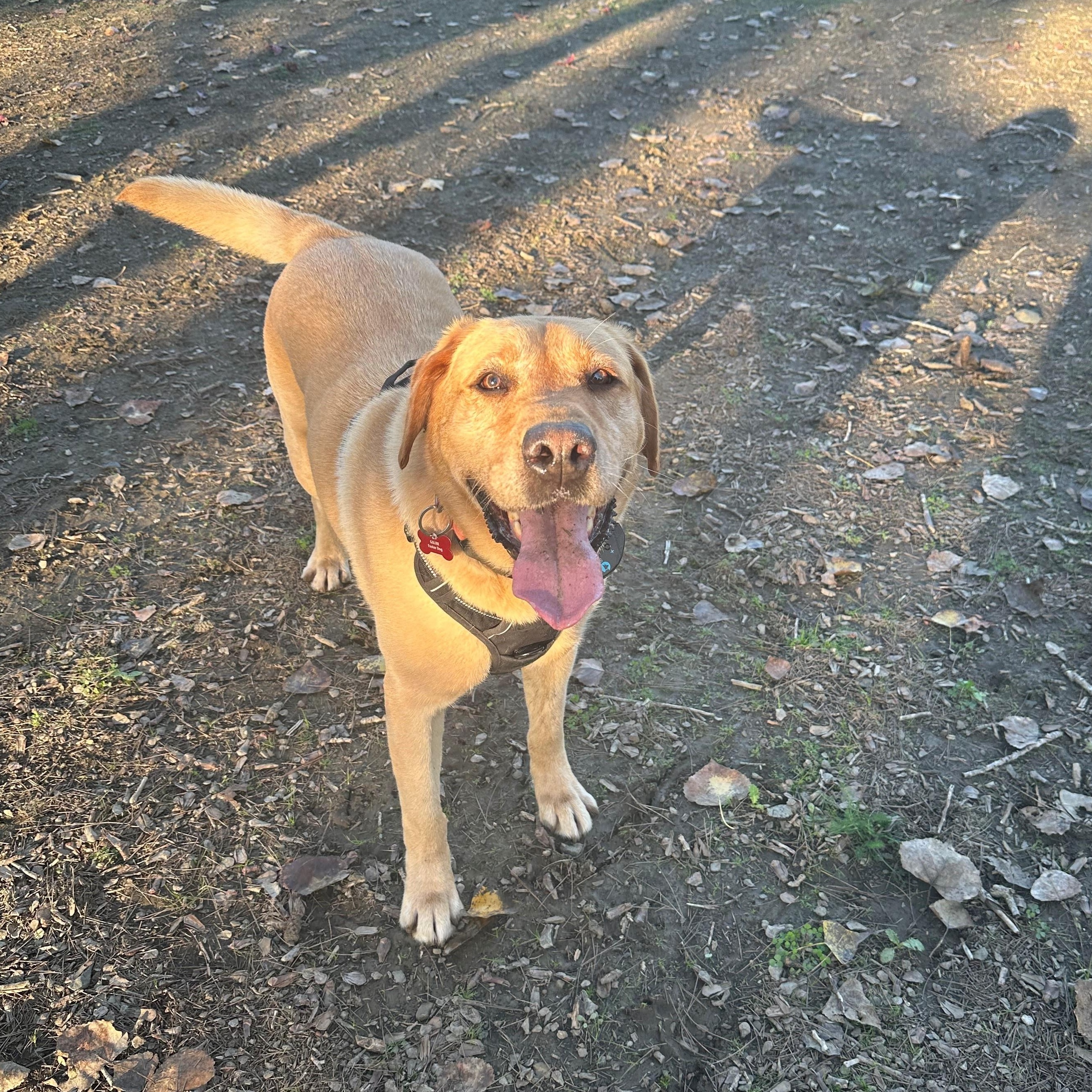 Buster, ADOPTABLE, Adult Male Labrador Retriever.