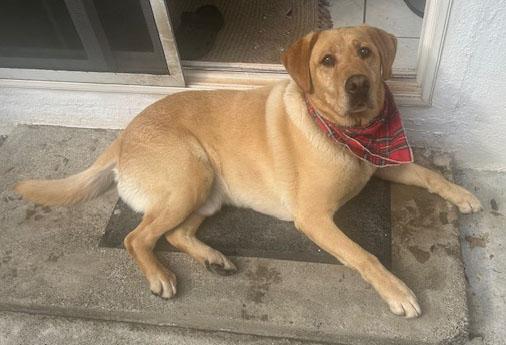 Buster, a ADOPTABLE Labrador Retriever in San Francisco, CA image 2/5