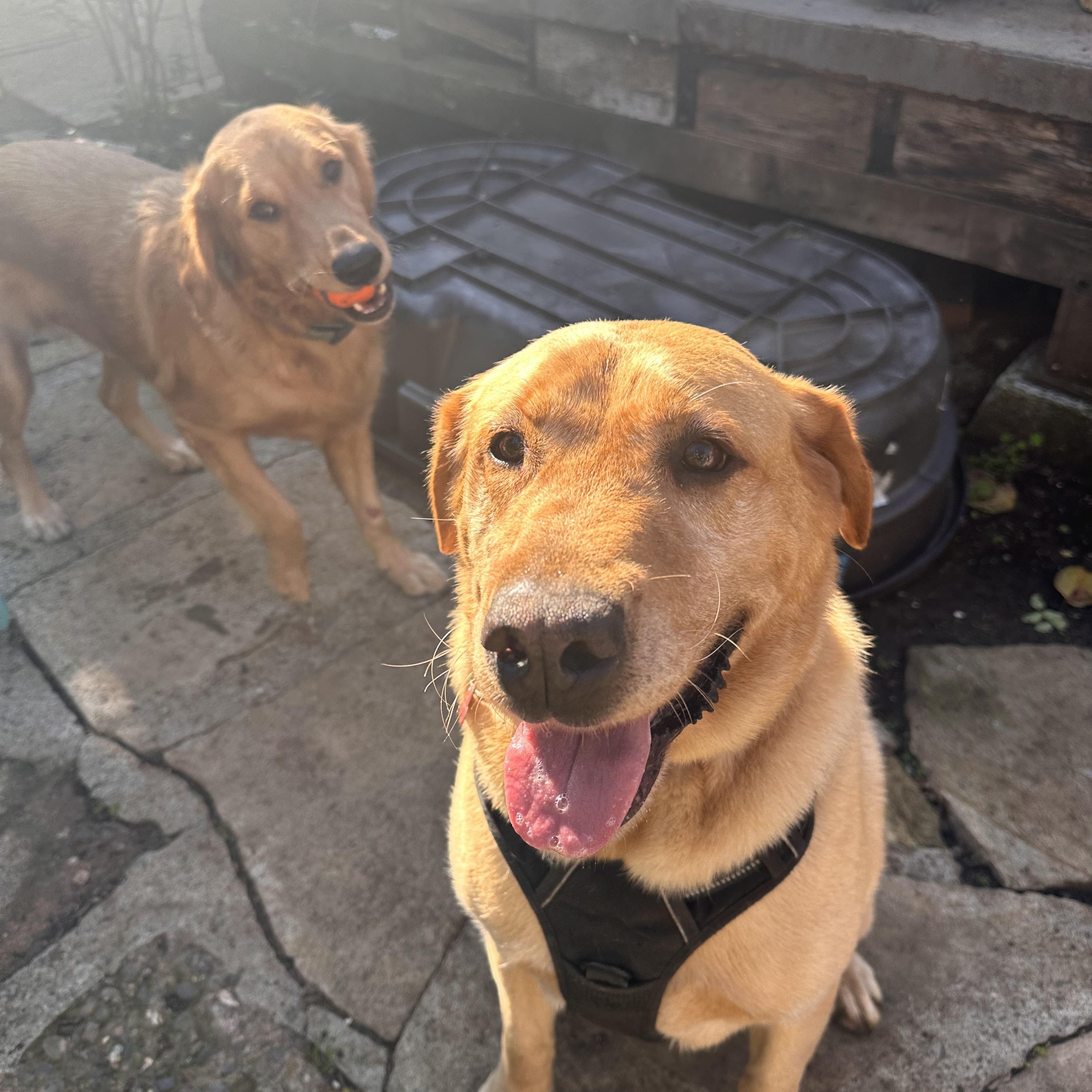 Buster, a ADOPTABLE Labrador Retriever in San Francisco, CA image 3/5