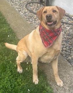 Buster, a ADOPTABLE Labrador Retriever in San Francisco, CA image 4/5