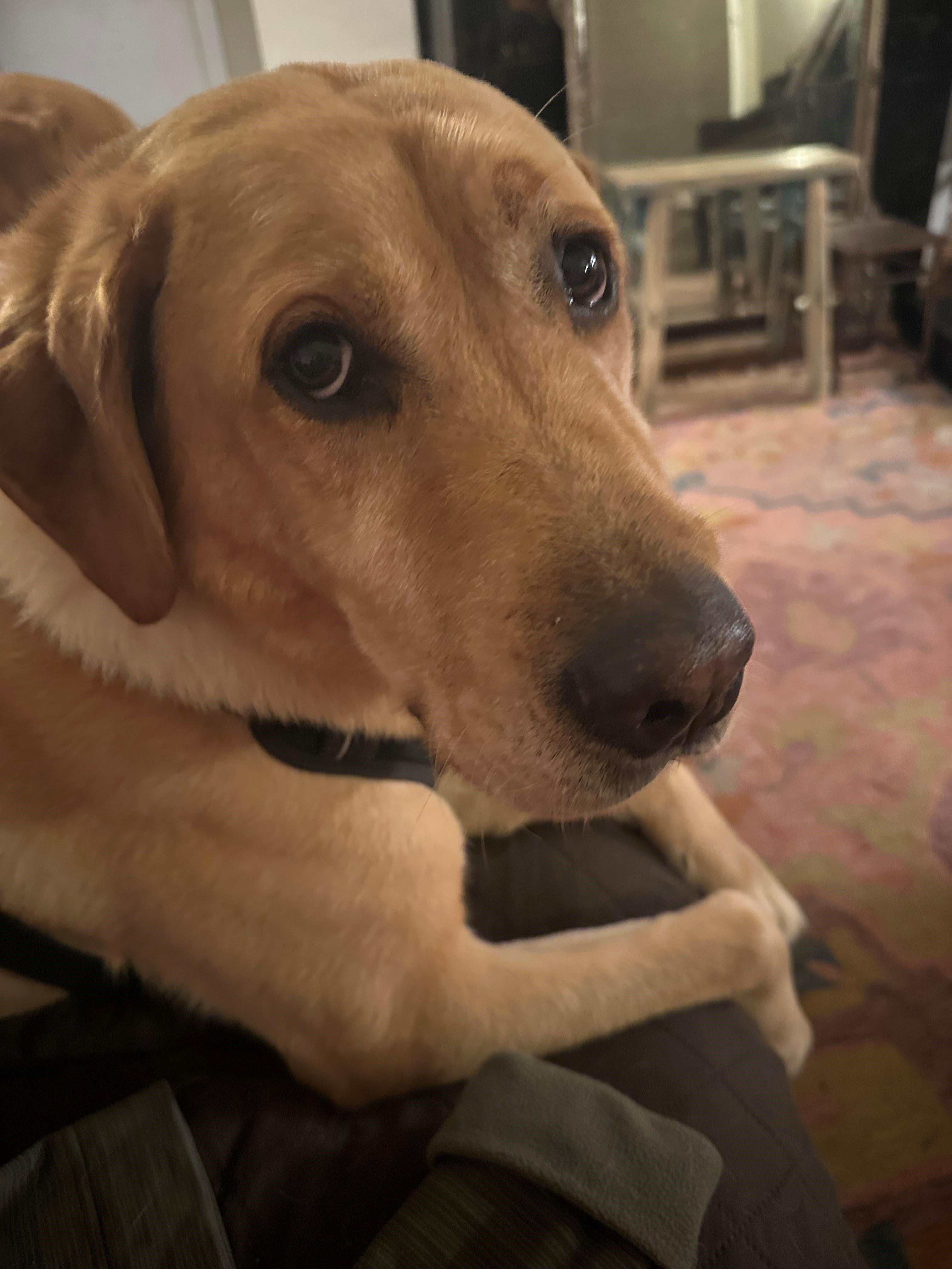 Buster, a ADOPTABLE Labrador Retriever in San Francisco, CA image 5/5