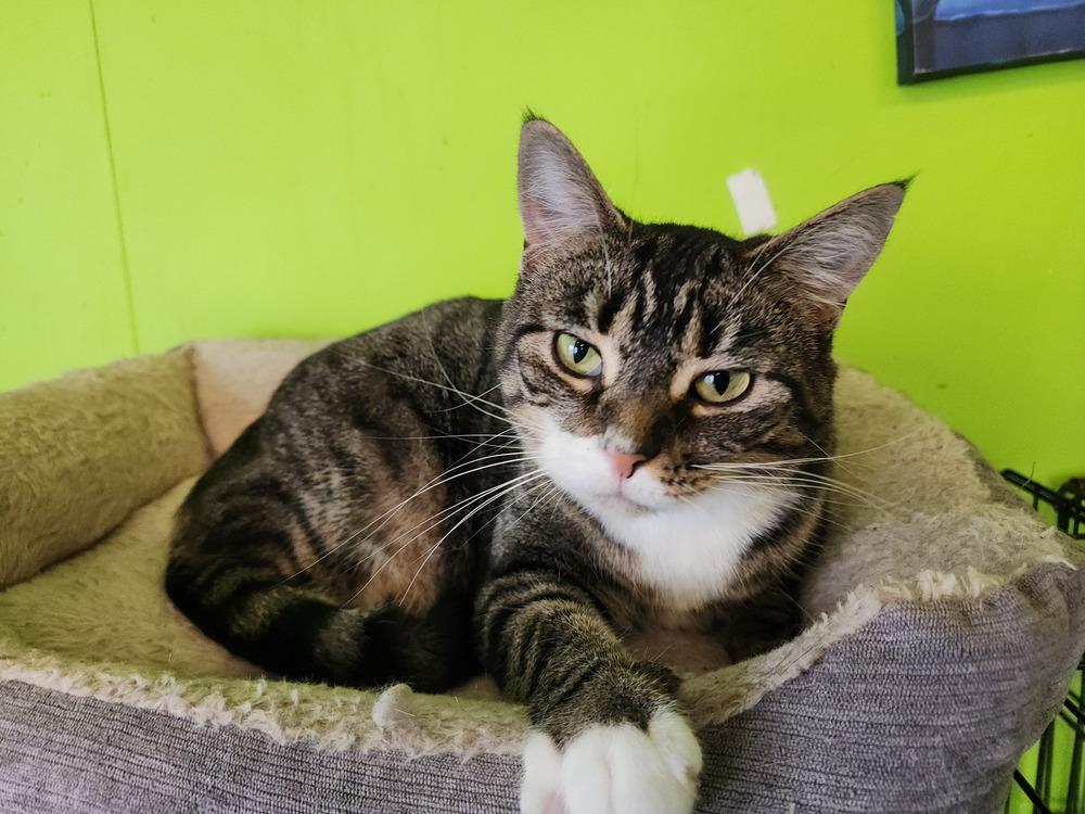 Enlarge Natalie, a Adoptable Domestic Short Hair in Evansville, IN image 1/3