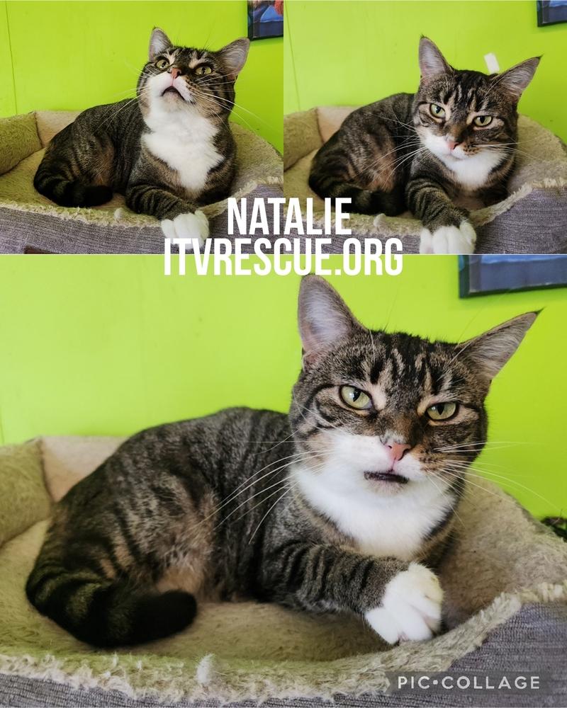 Enlarge Natalie, a Adoptable Domestic Short Hair in Evansville, IN image 2/4