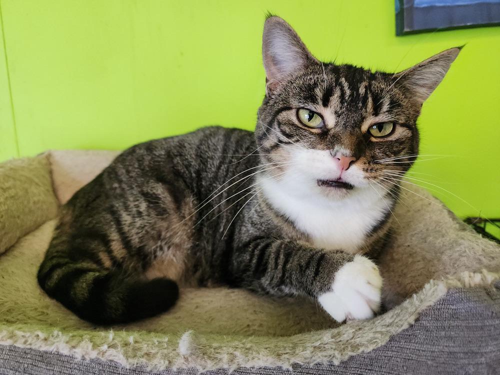 Enlarge Natalie, a Adoptable Domestic Short Hair in Evansville, IN image 2/3